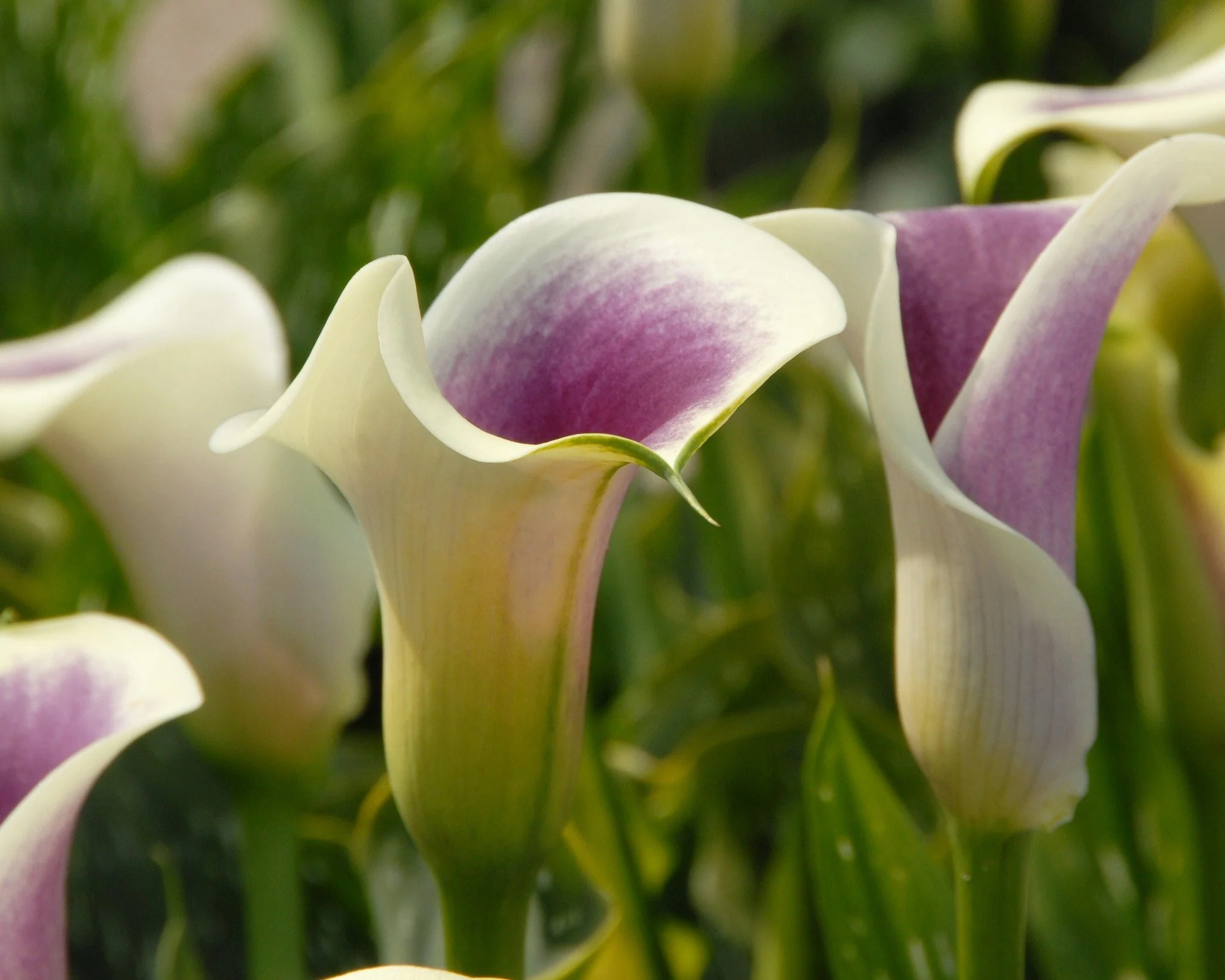 Calla 'Picasso' - Image 2