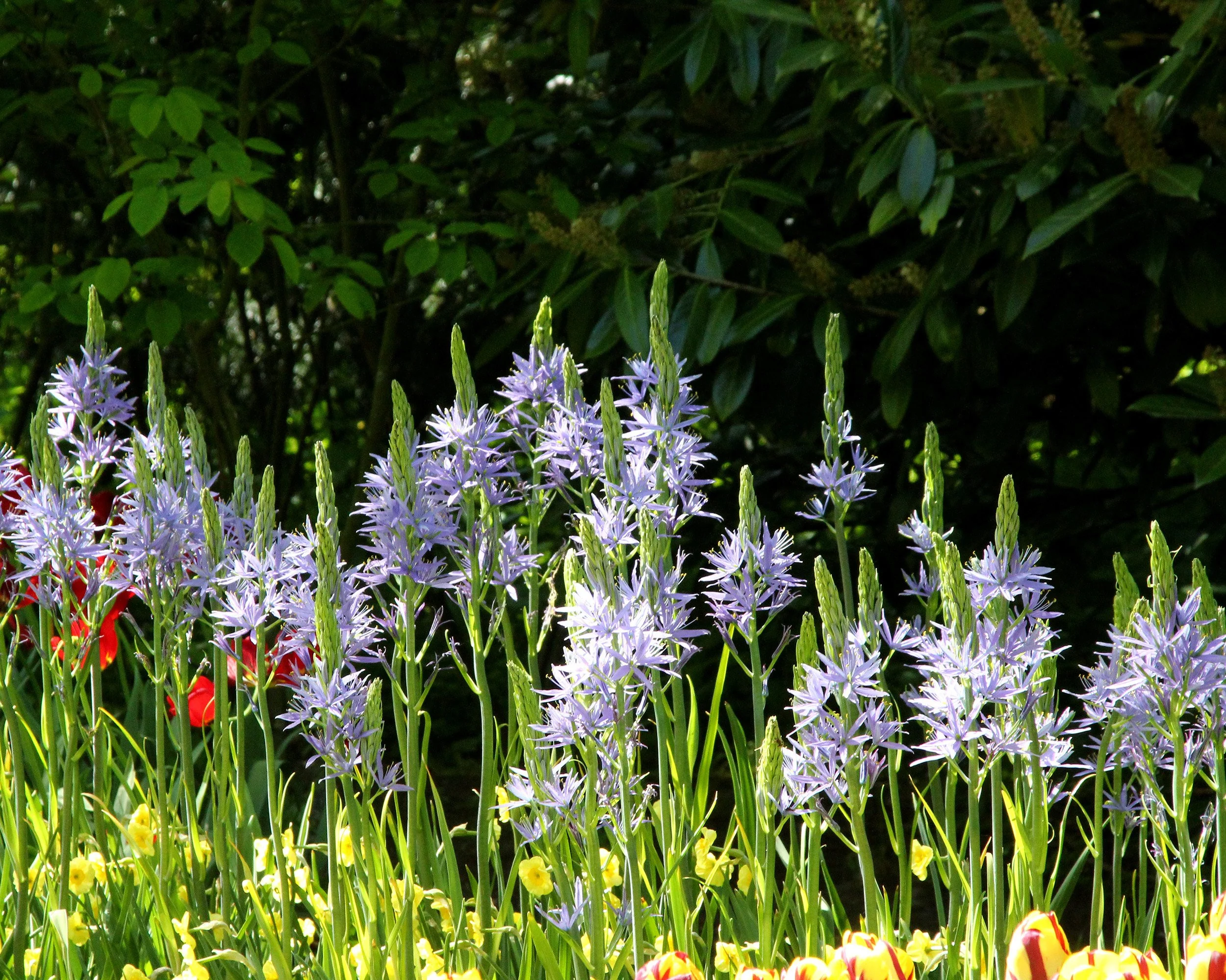Camassia 'Blue Donau' - Image 7