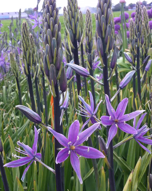 Camassia 'Violet Candle'
