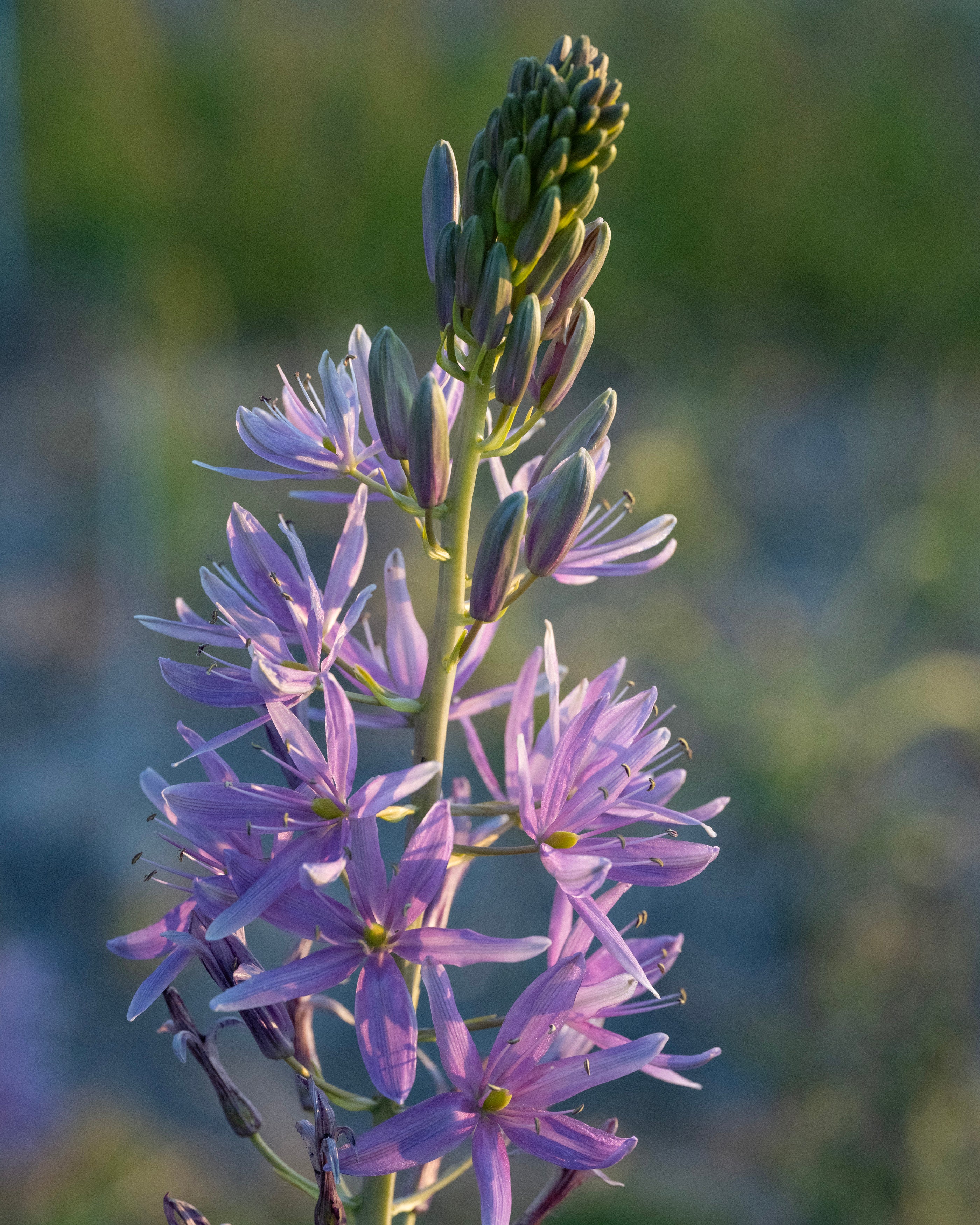 Camassia 'Violet Candle' - Image 2