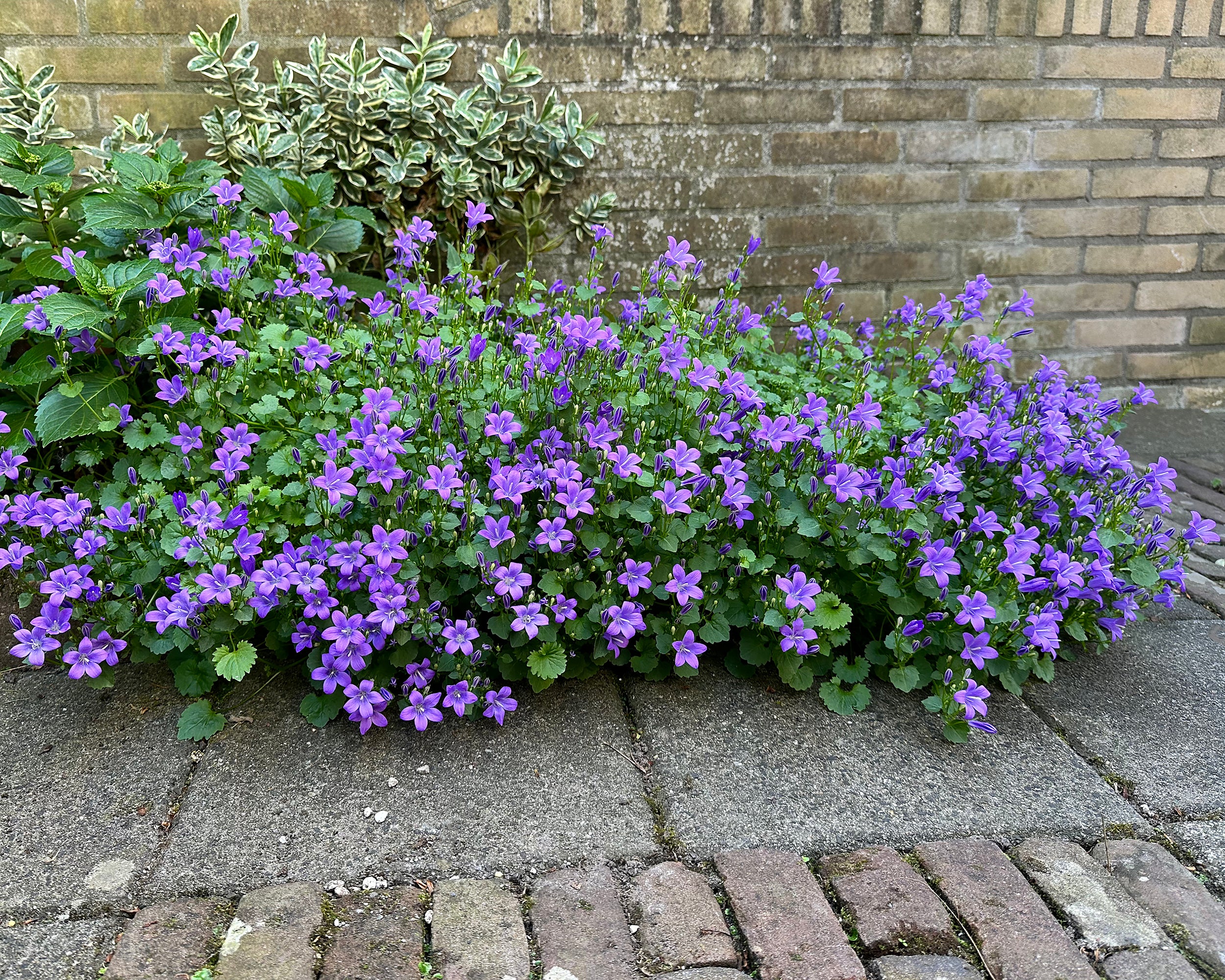 Campanula portenschlagiana - Image 11