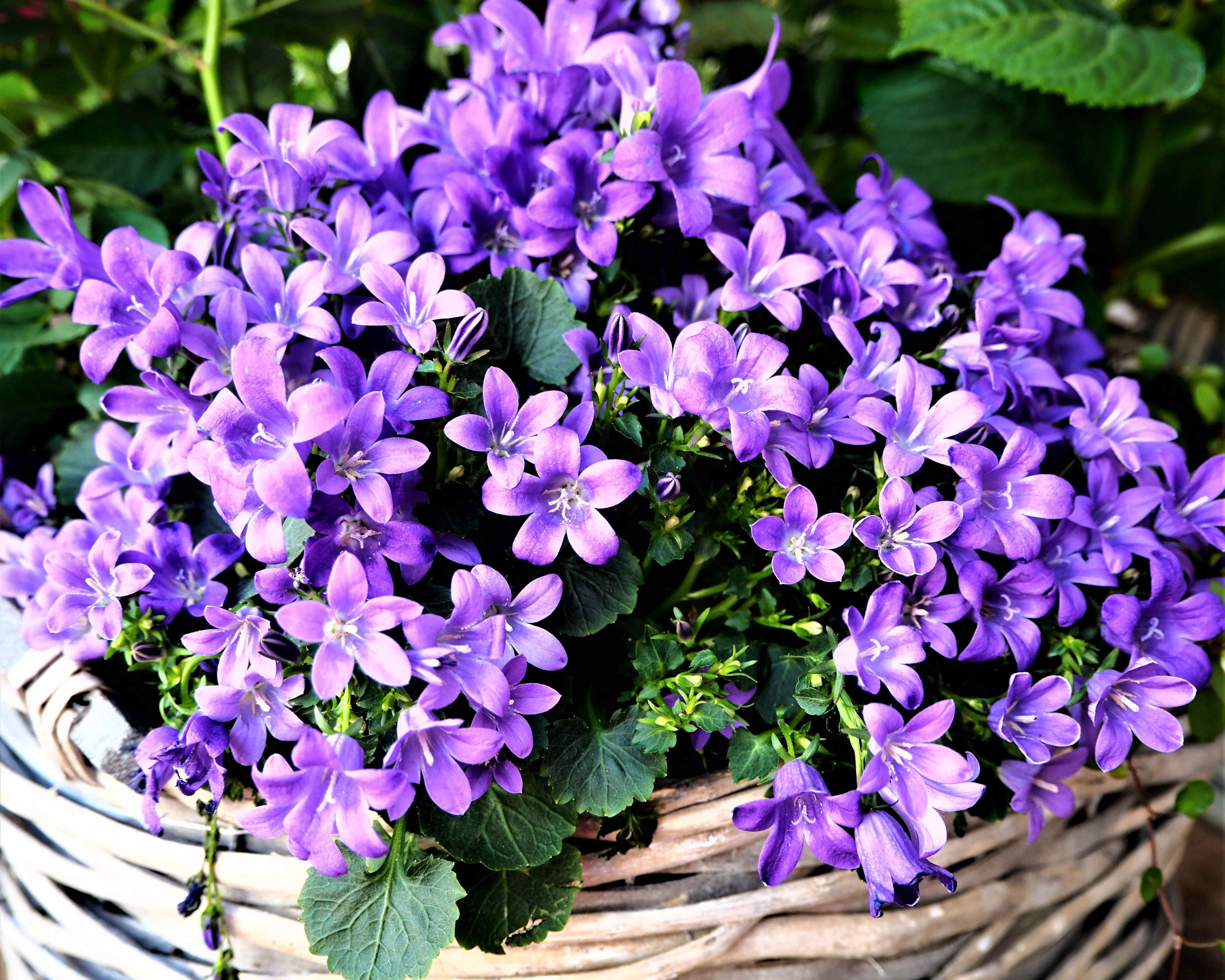 Campanula portenschlagiana - Image 7