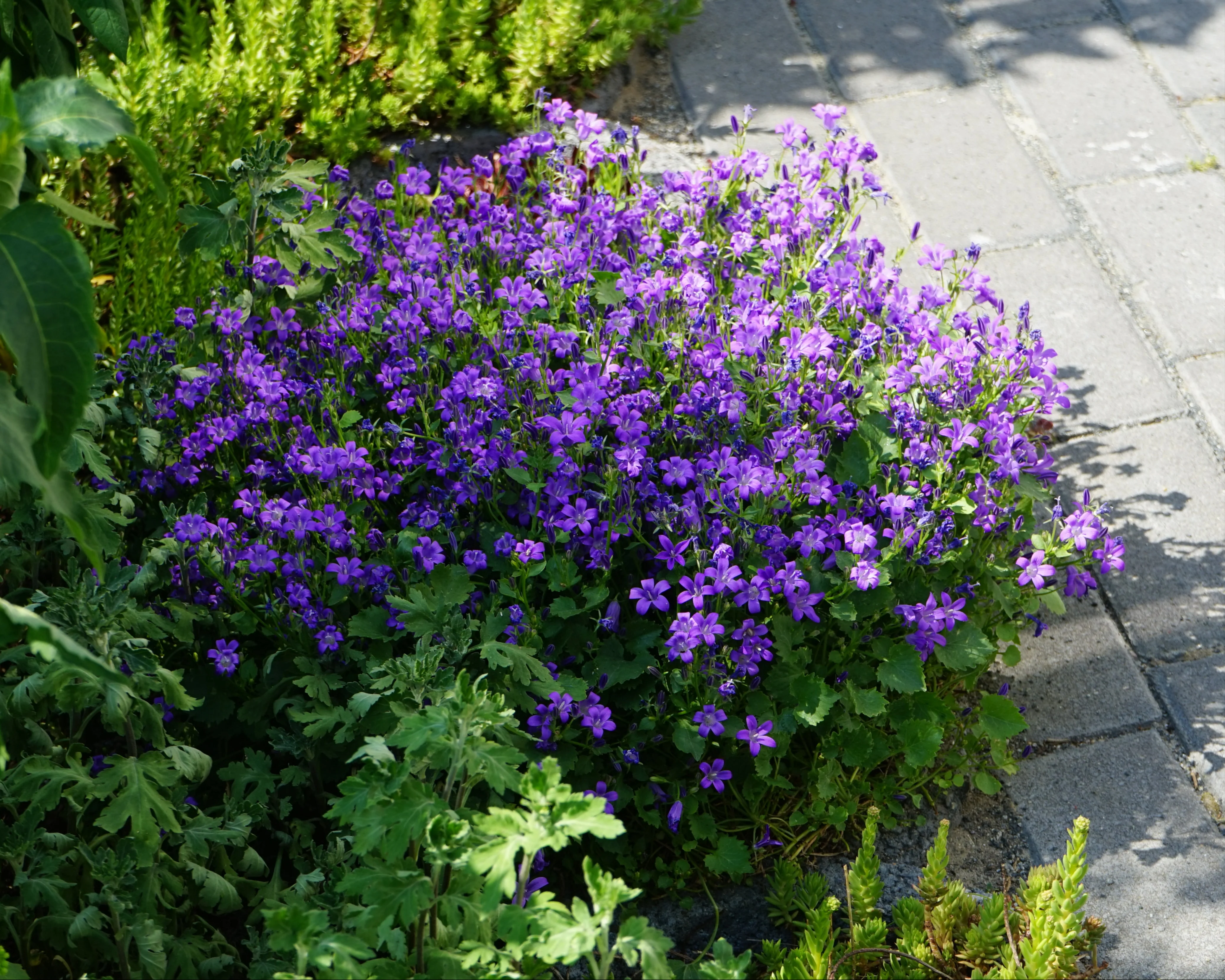 Campanula portenschlagiana - Image 8