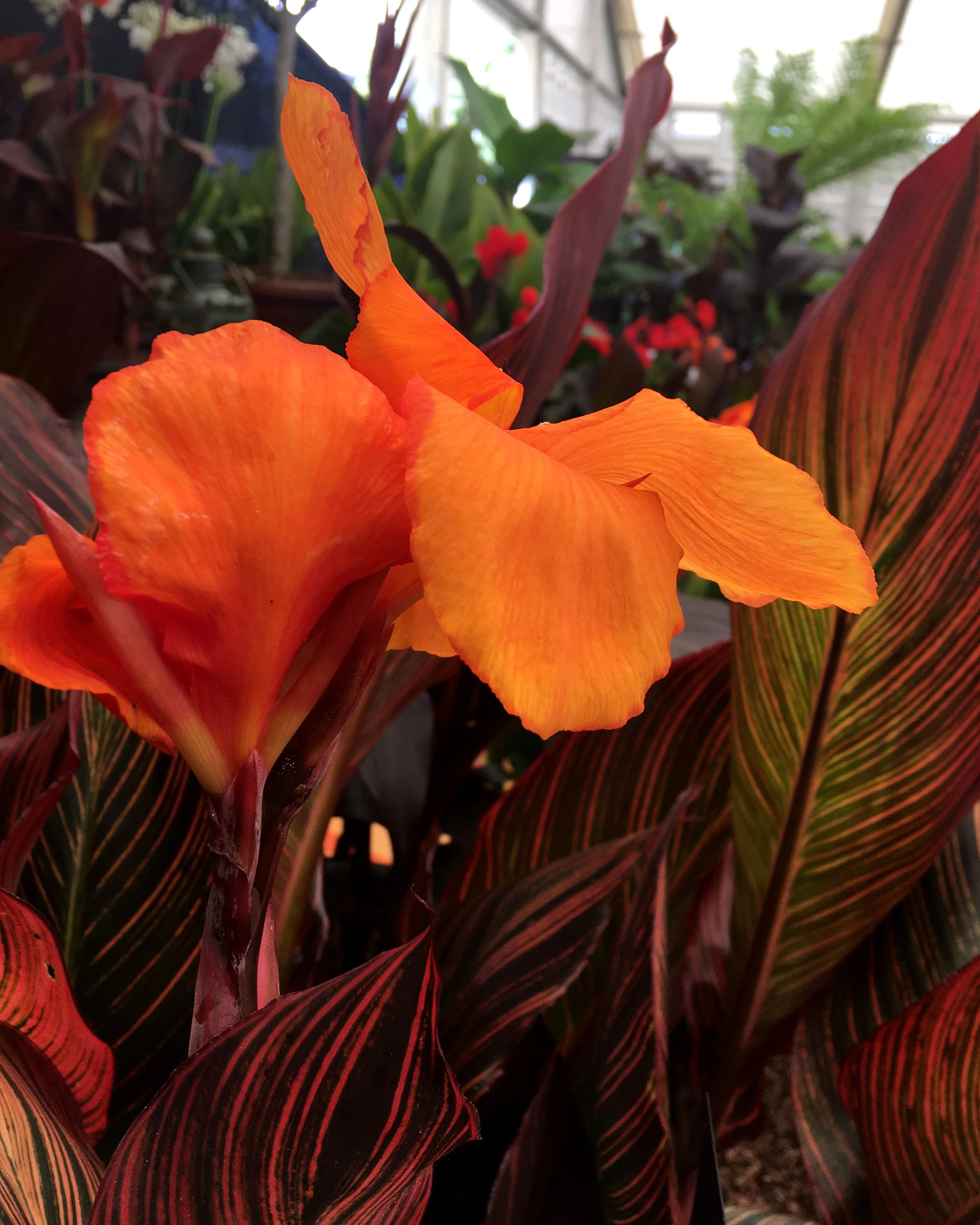 Canna 'Durban' - Image 3