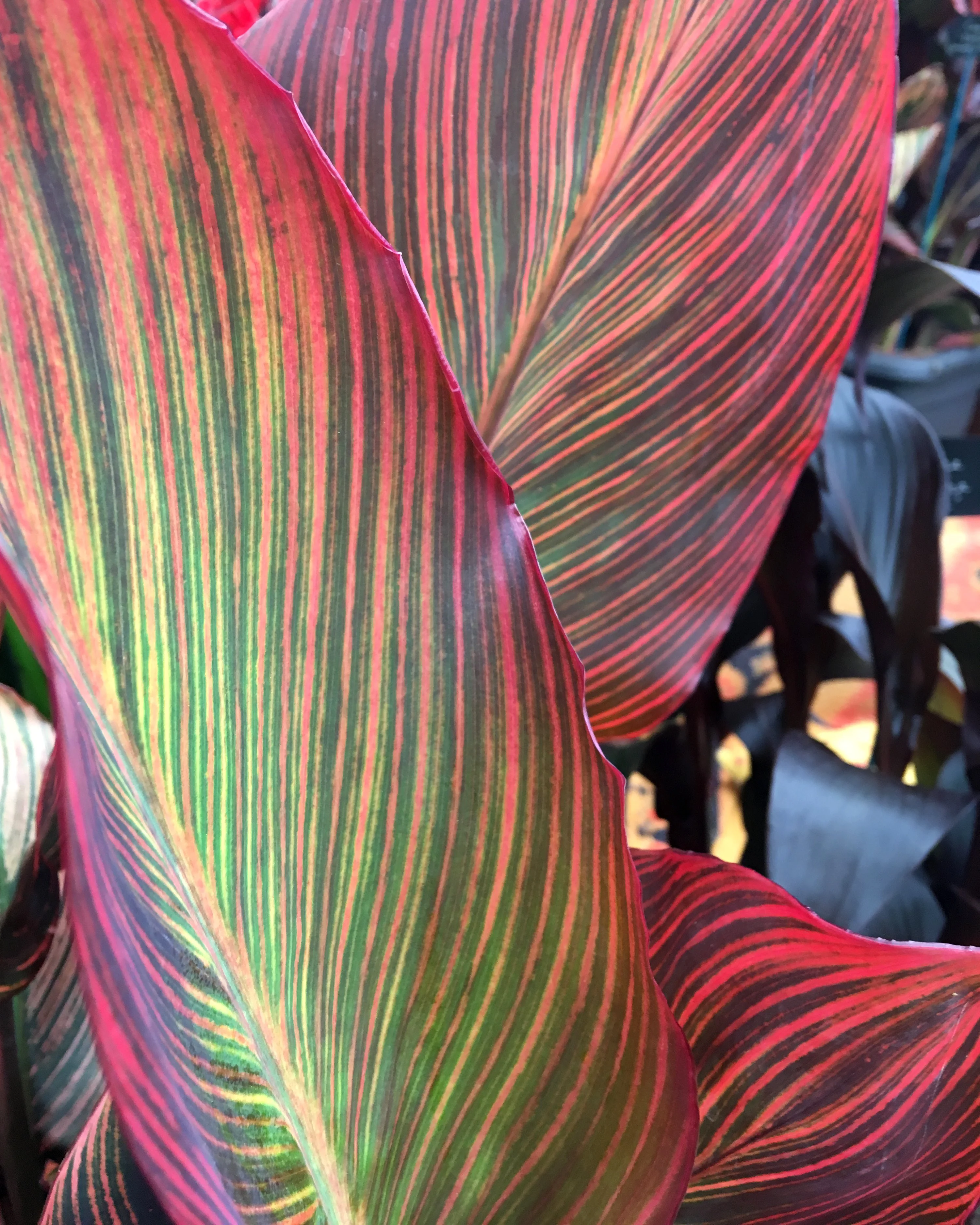 Canna 'Durban' - Image 5
