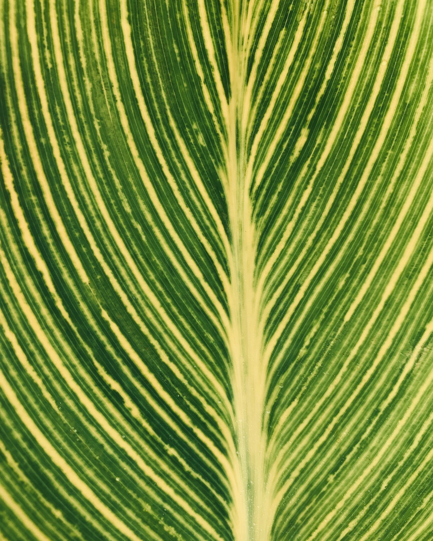Canna 'Lush Leaves' - Image 3