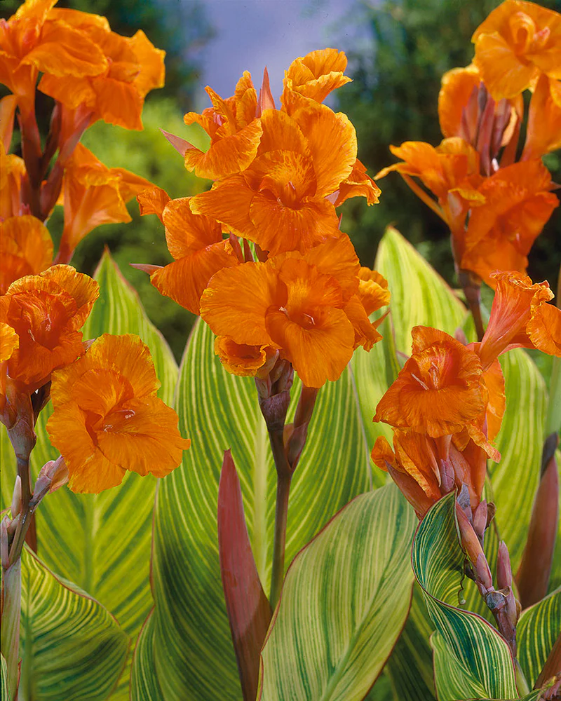 Canna 'Mandela' - Image 2