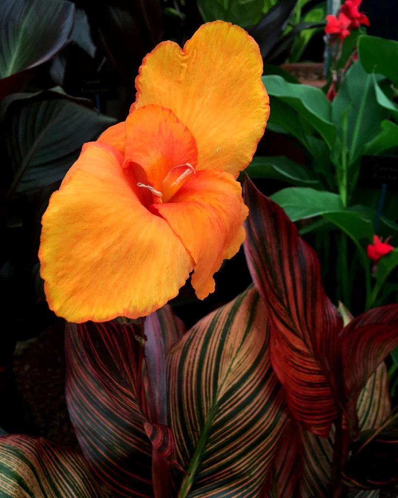 Canna 'Mandela' - Image 3