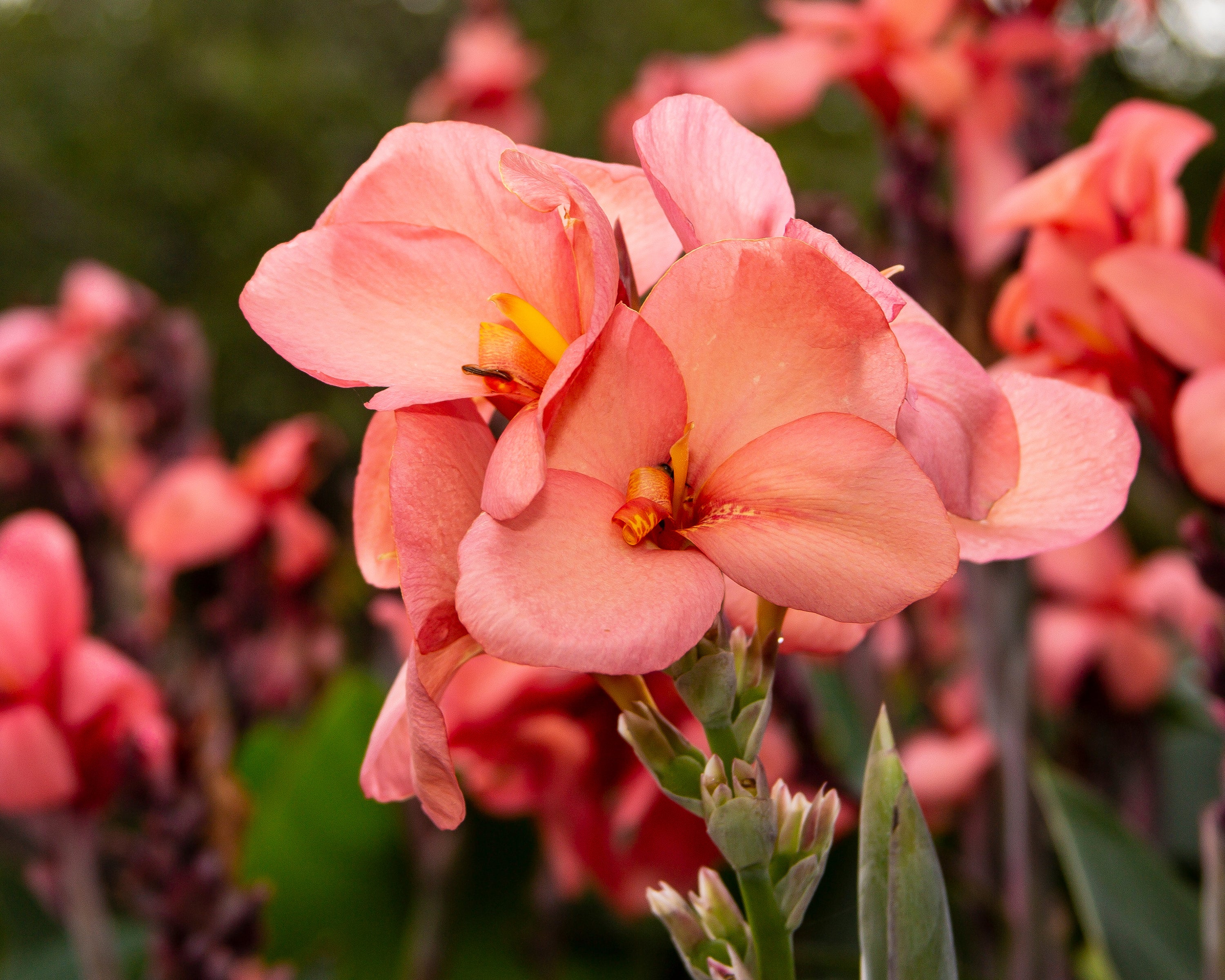 Canna 'Pink Princess' - Image 2