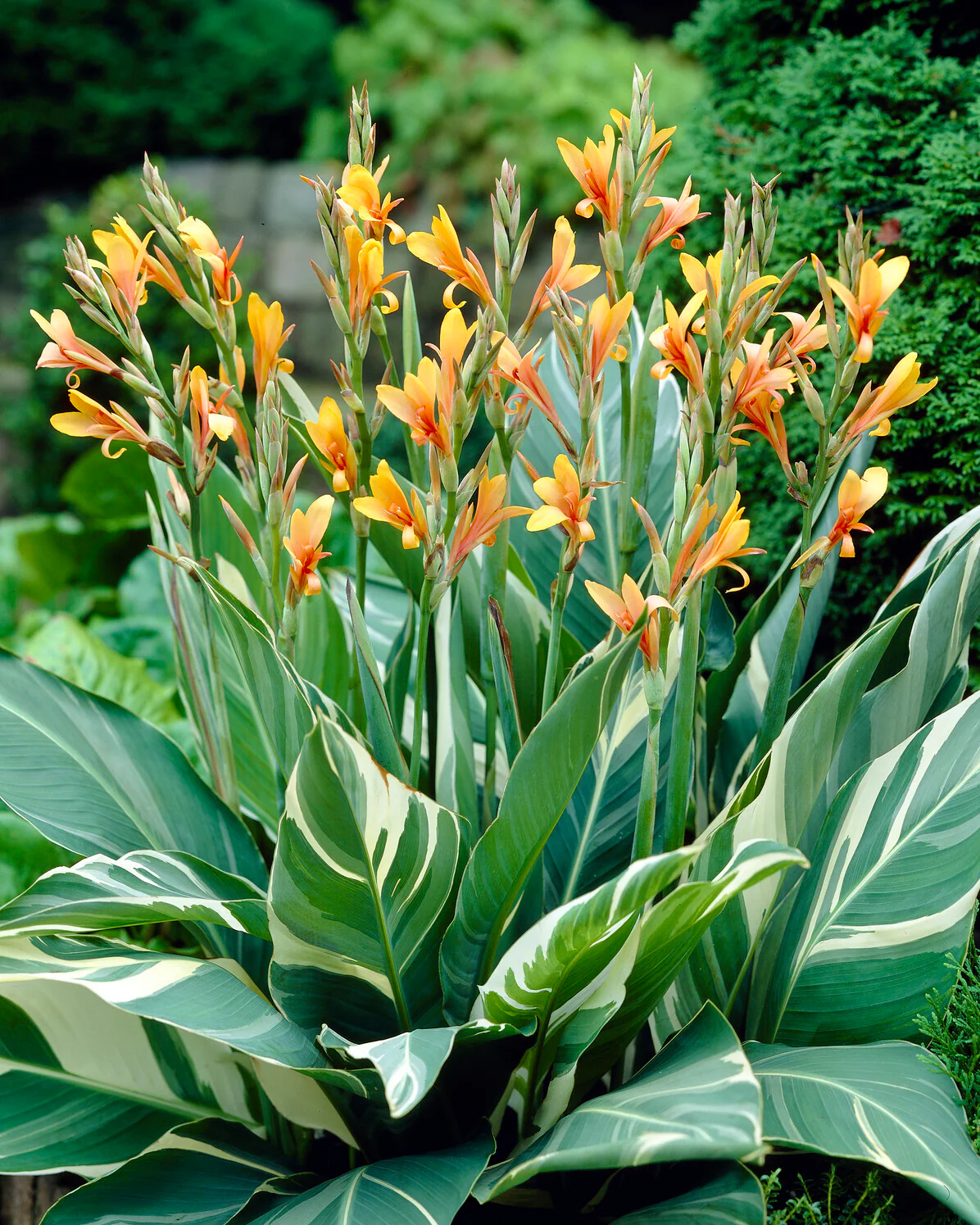 Canna 'Stuttgart' - Image 3