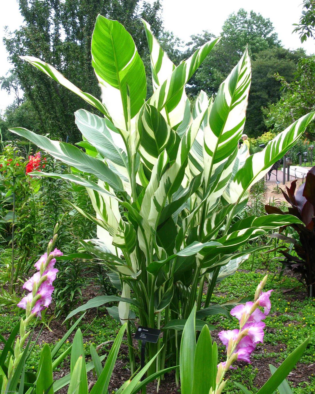 Canna 'Stuttgart' - Image 6