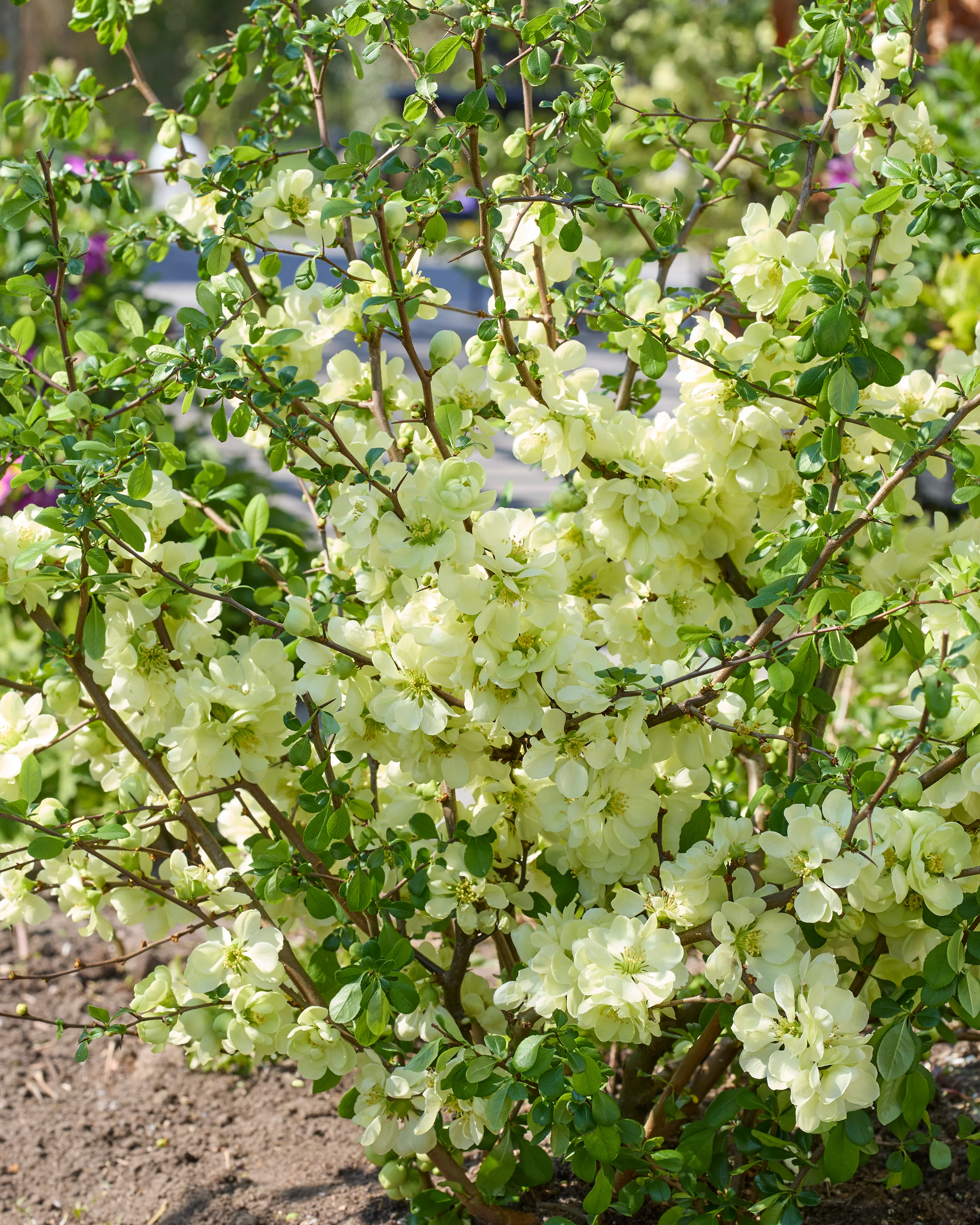 Chaenomeles 'Lemon Sorbet' - Image 2
