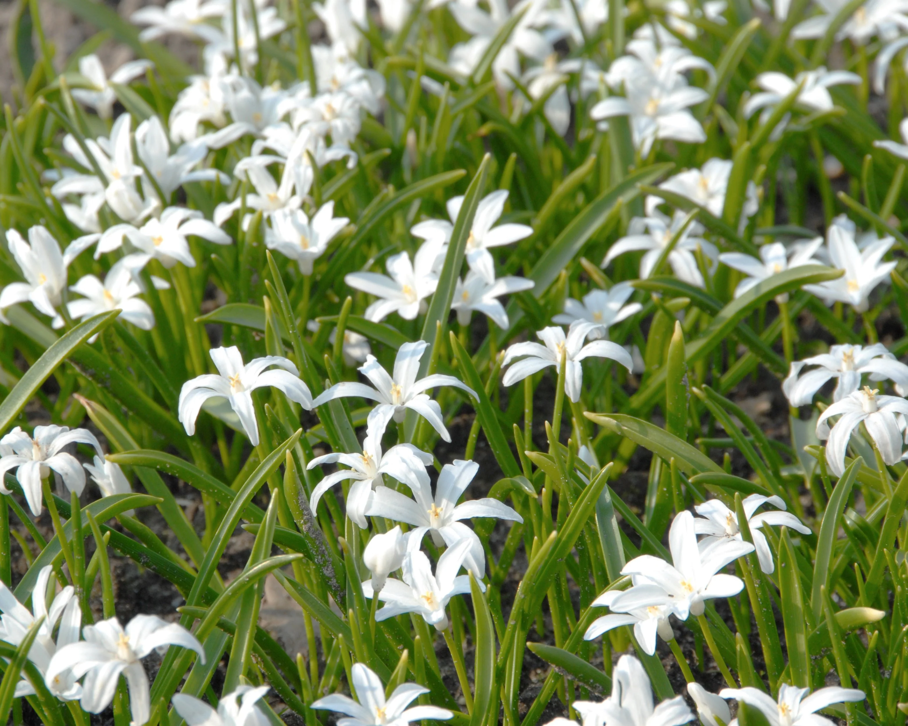 Chionodoxa 'Alba' - Image 2