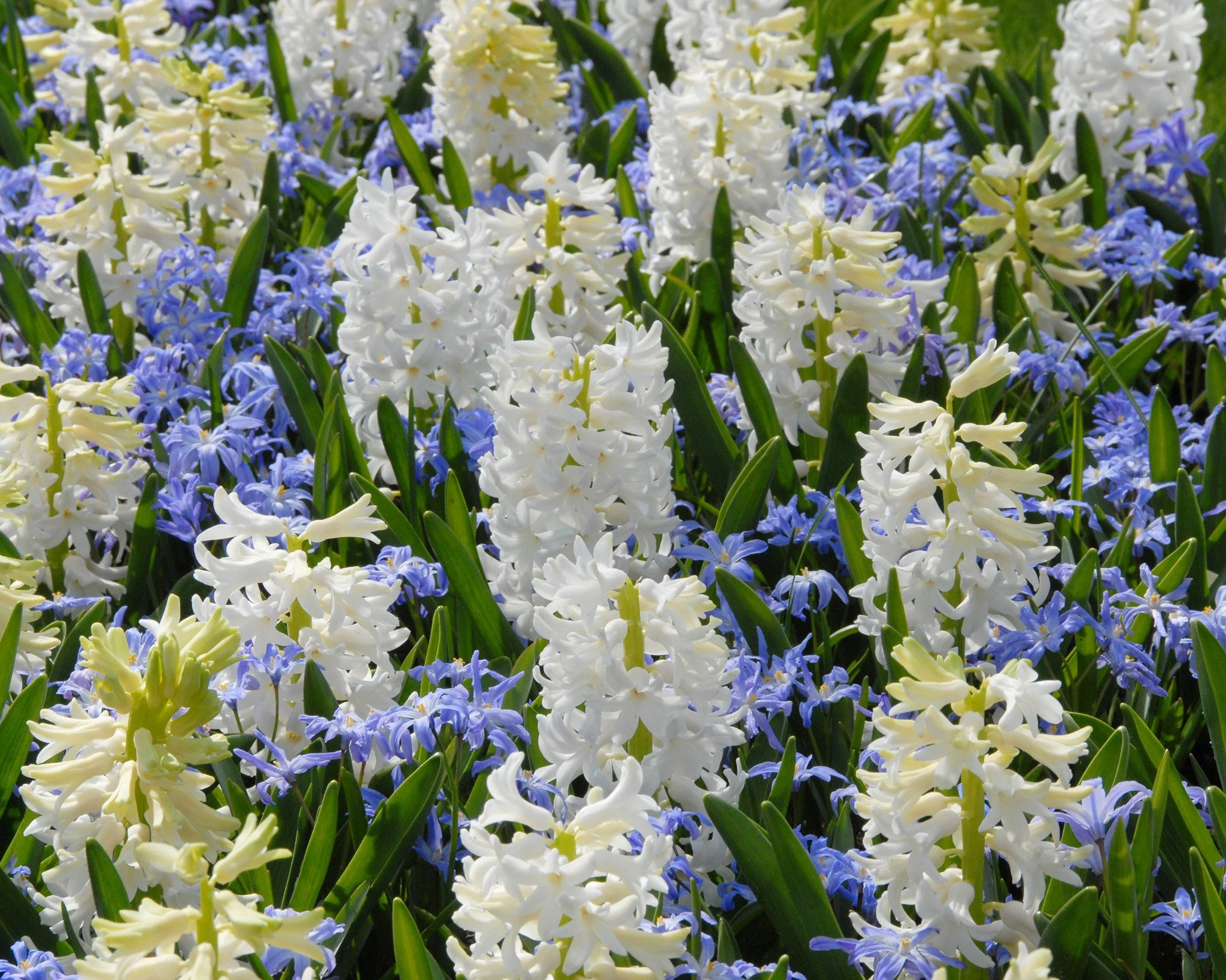 Chionodoxa luciliae - Image 6