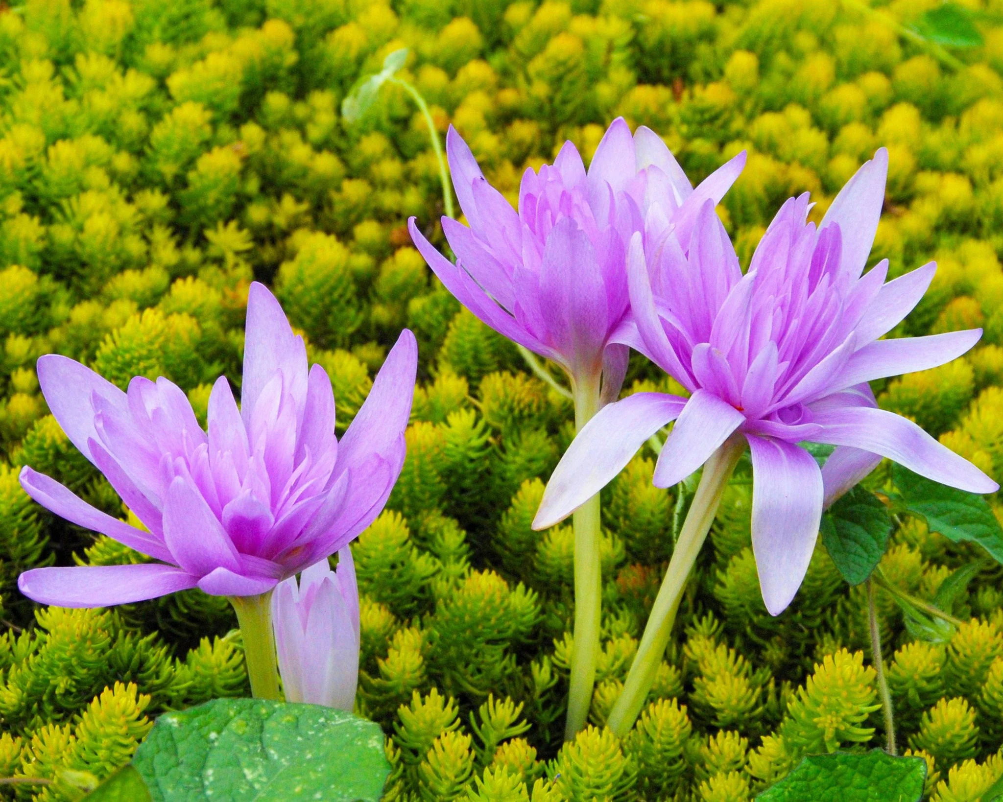 Colchicum 'Water Lily' - Image 3