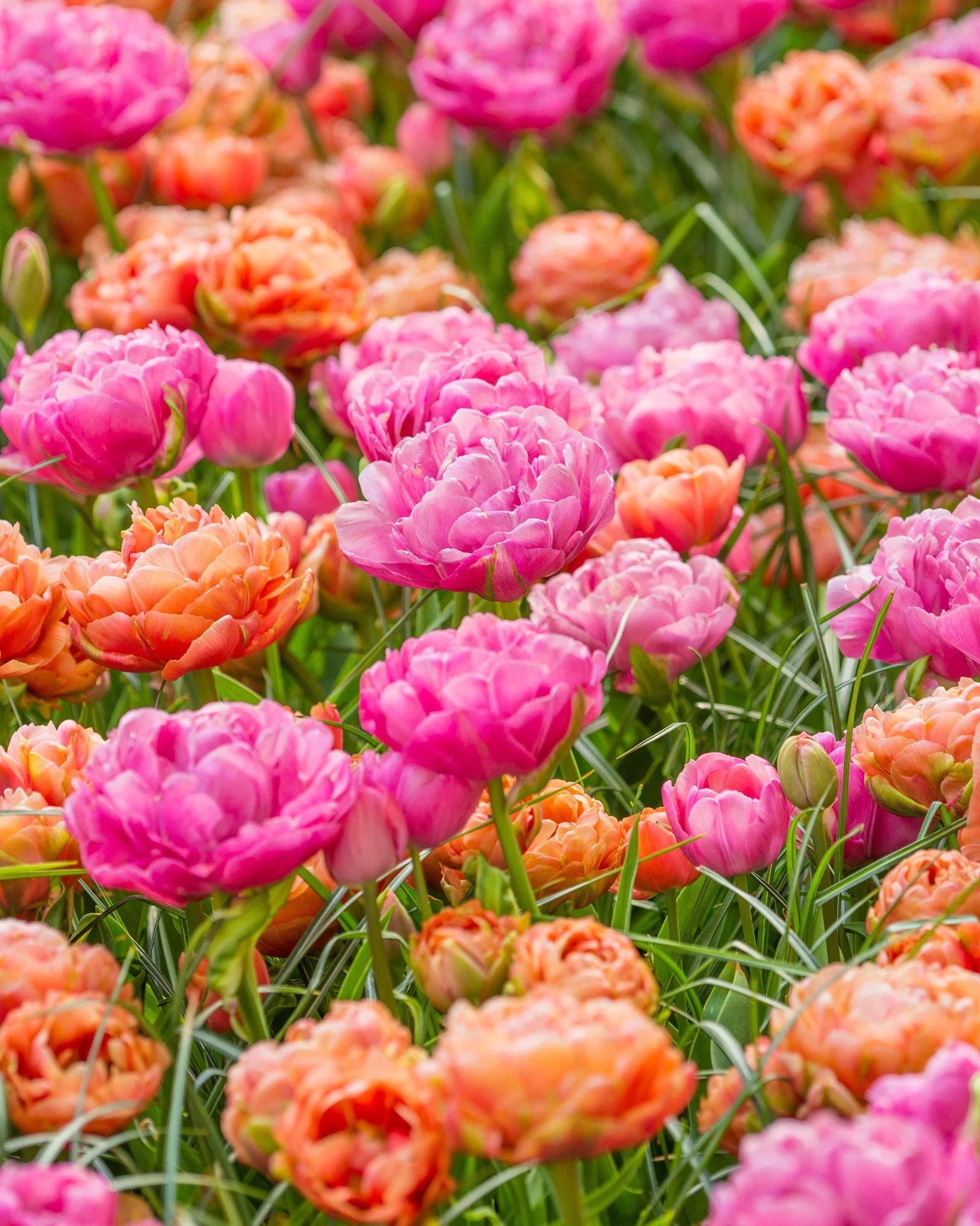 Tulip collection 'Gracy's Pride' - Image 5