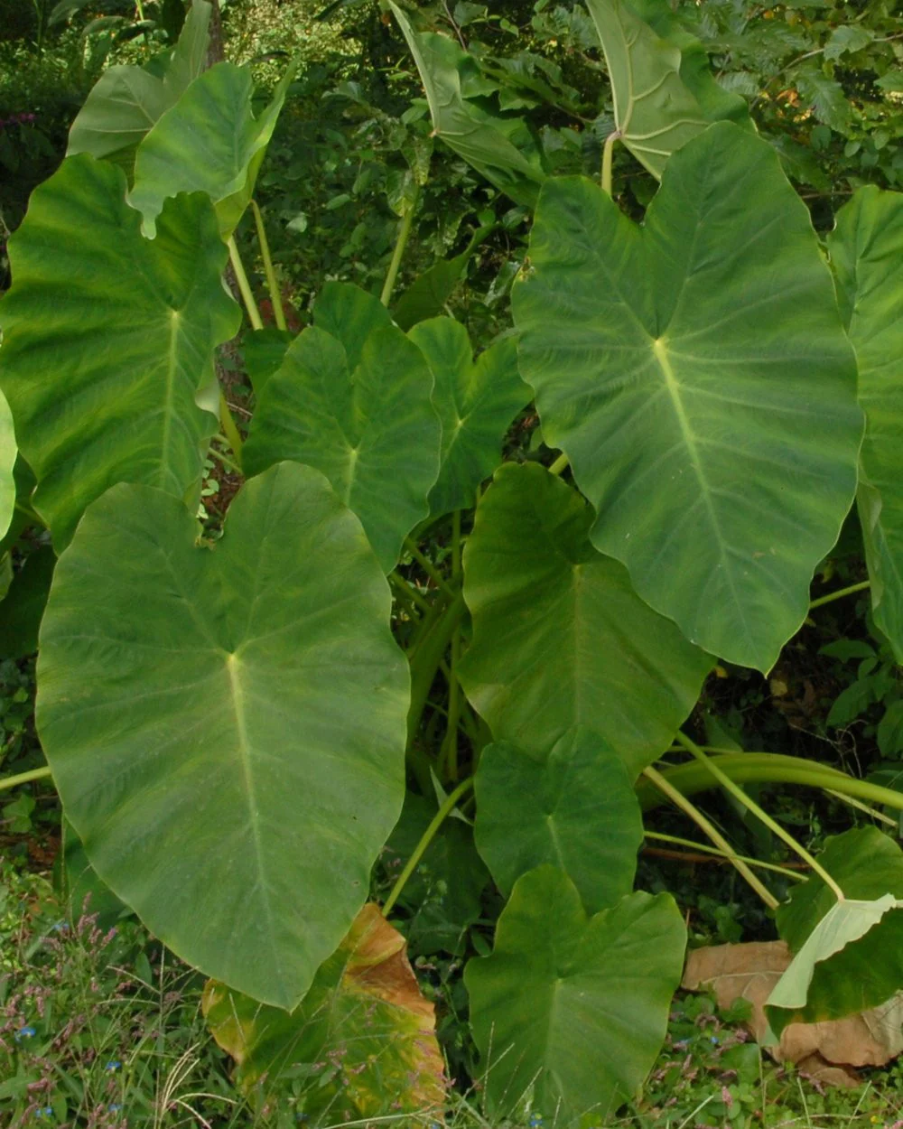 Colocasia esculenta - Image 4
