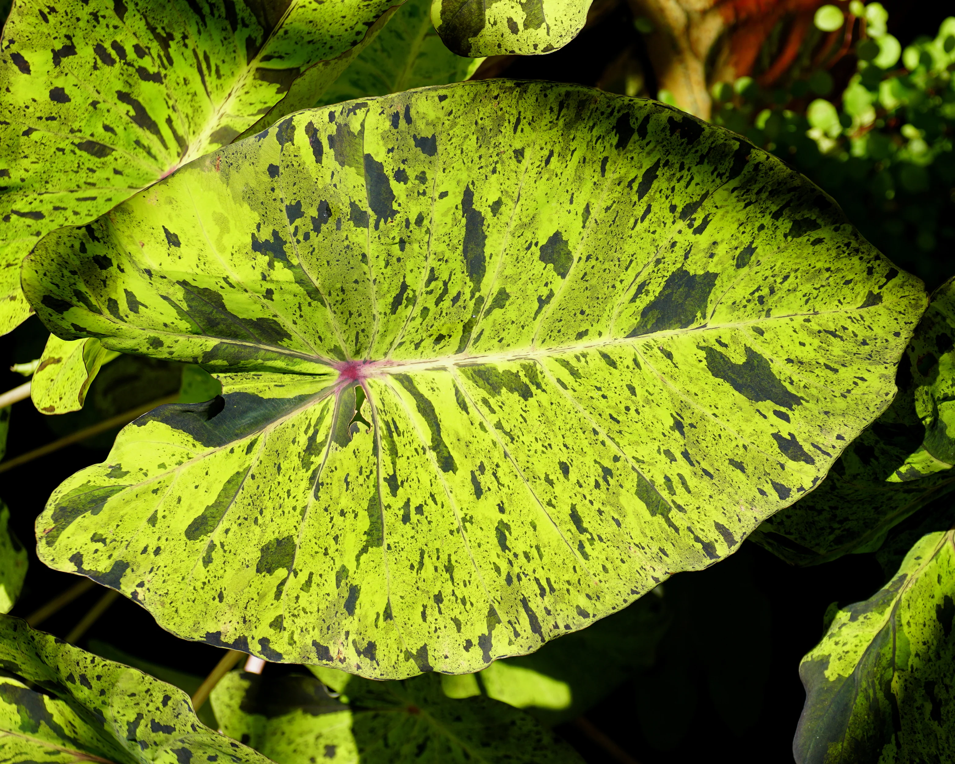 Colocasia 'Mojito' - Image 5