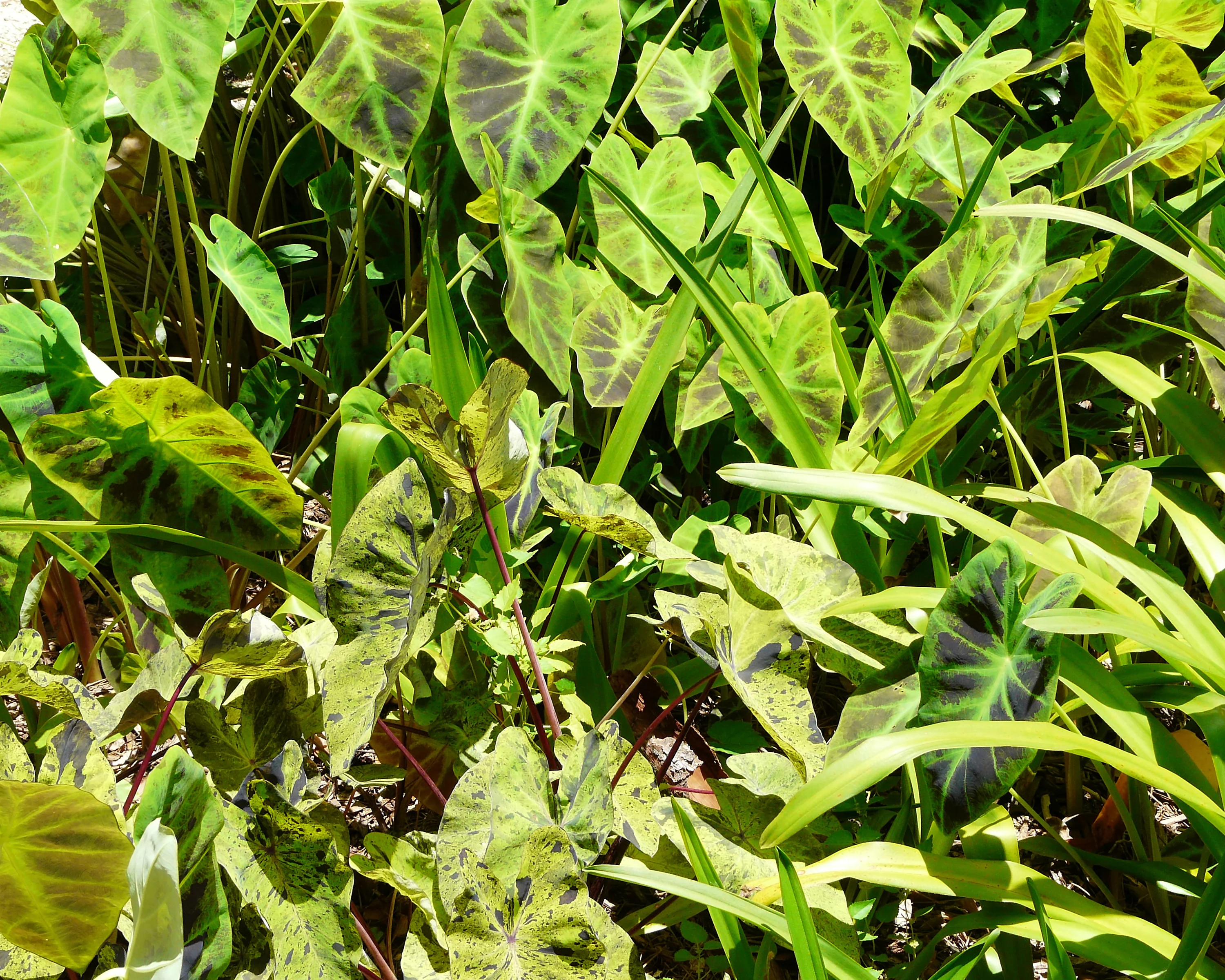 Colocasia 'Mojito' - Image 6