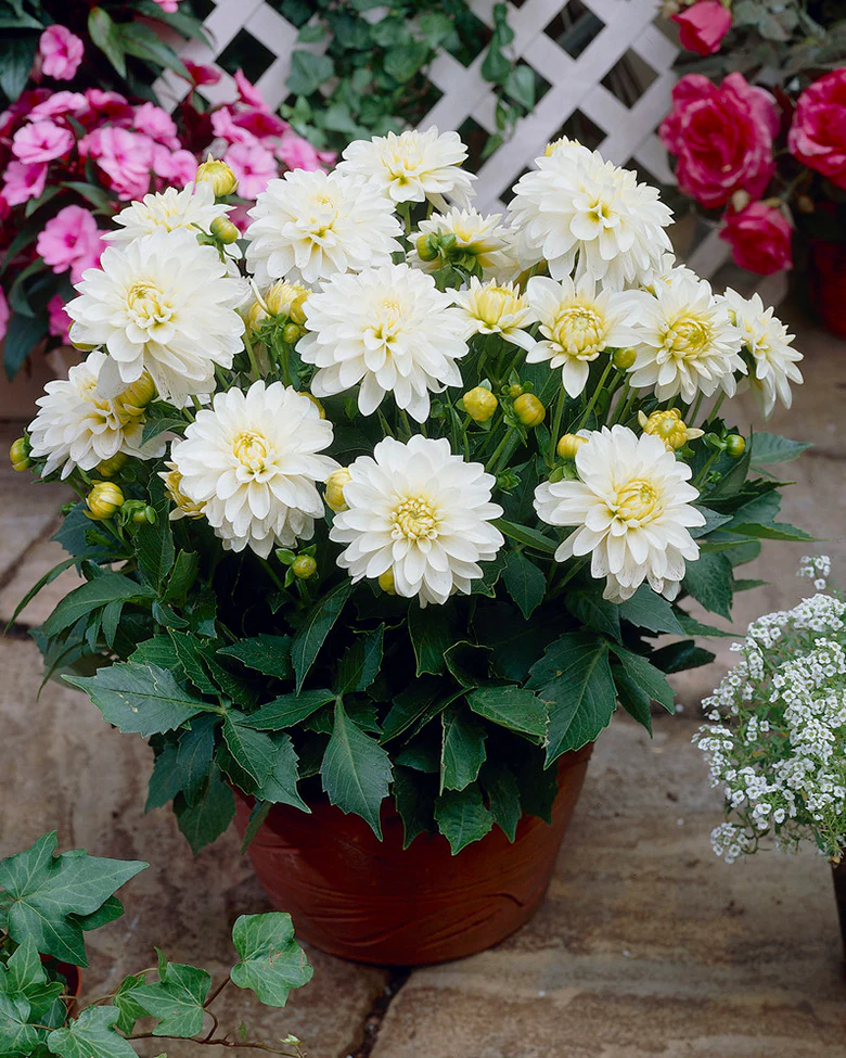 Dahlia 'Art Fair'