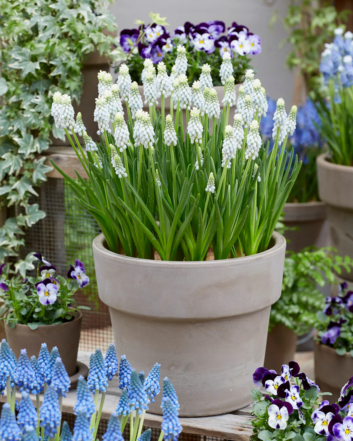 Muscari 'Esther' - Image 2