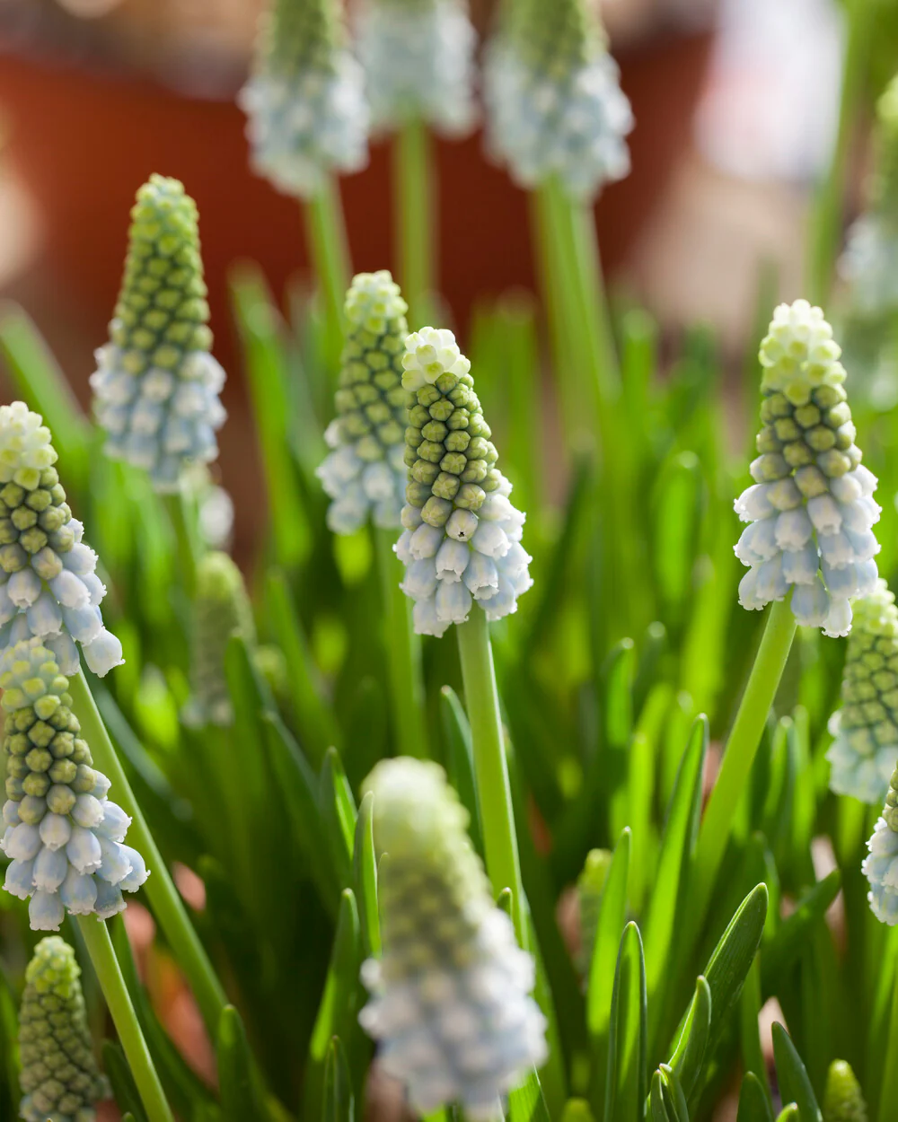 Muscari 'Esther' - Image 6