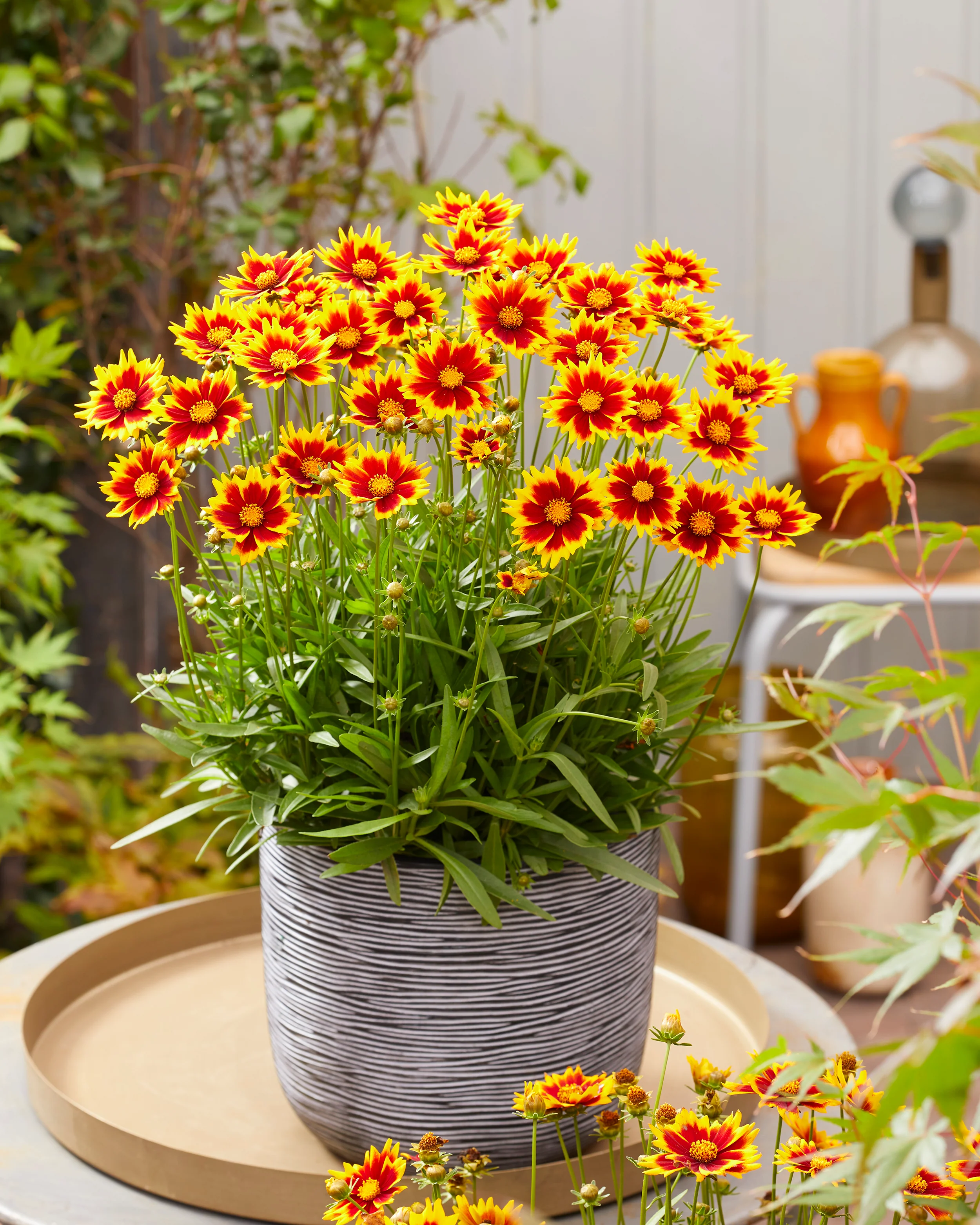 Coreopsis 'Solar Jewel' - Image 3