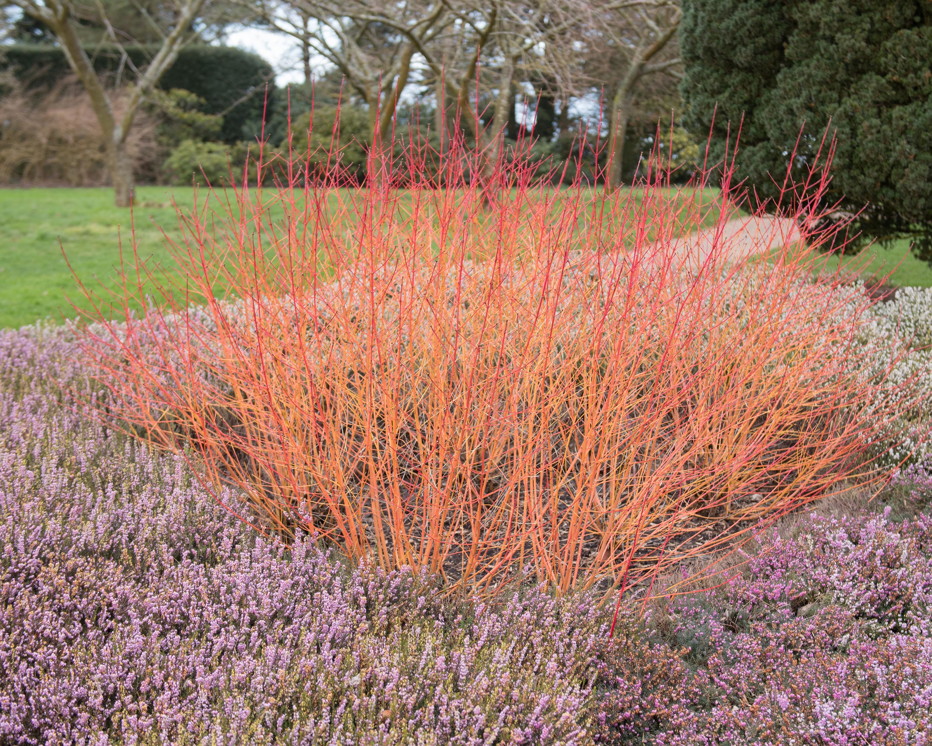 Cornus 'Midwinter Fire' - Image 10