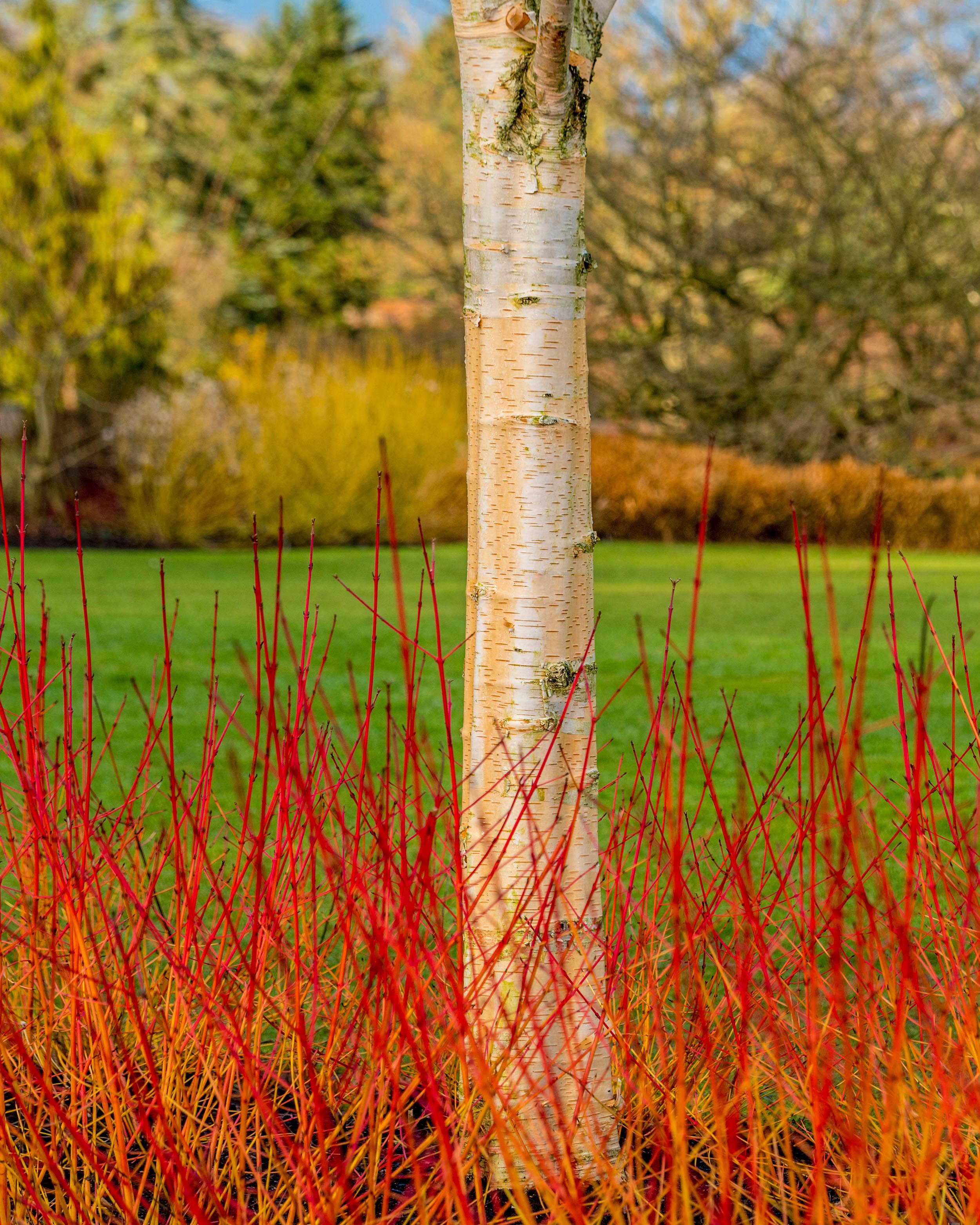 Cornus 'Midwinter Fire' - Image 13