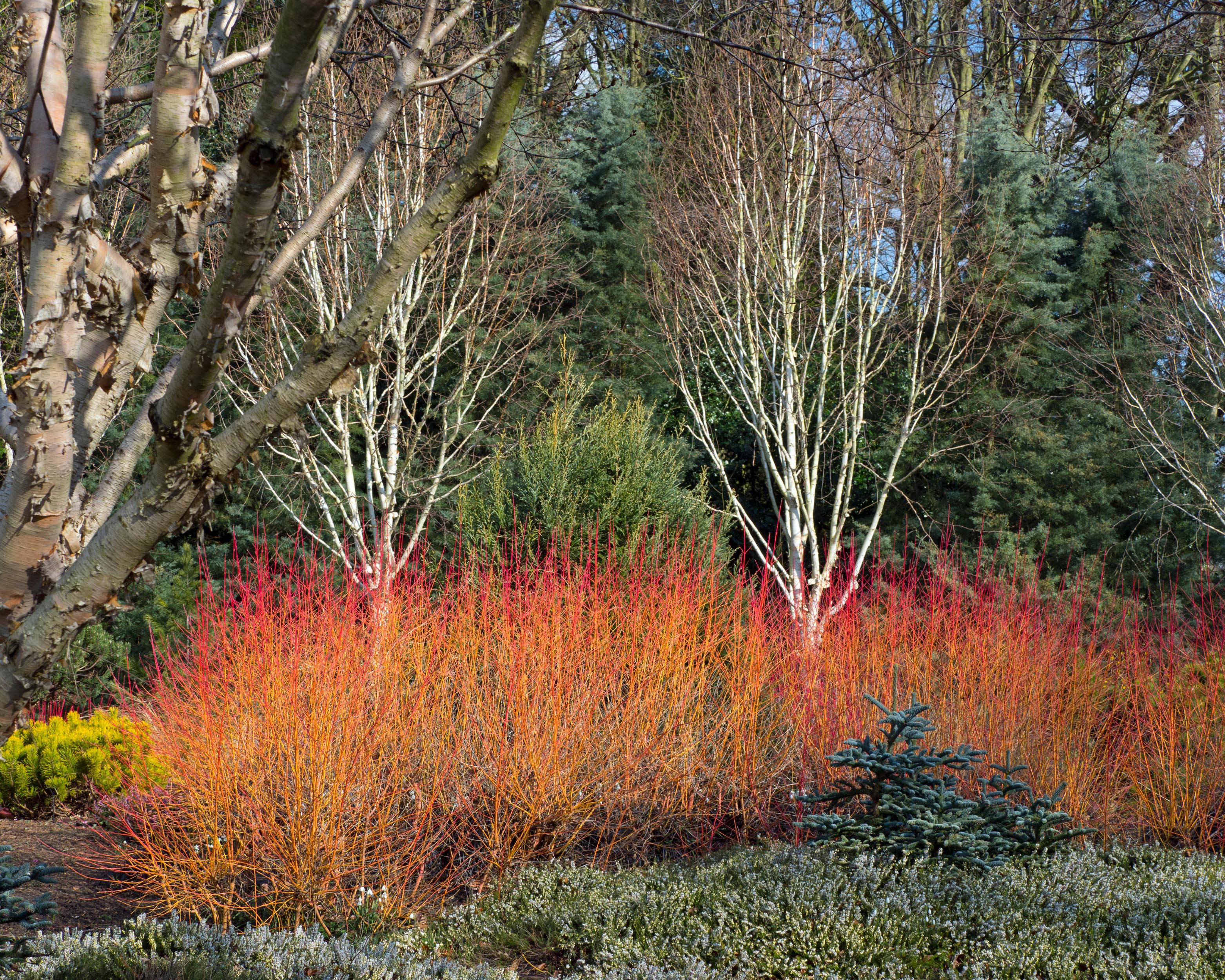 Cornus 'Midwinter Fire' - Image 8