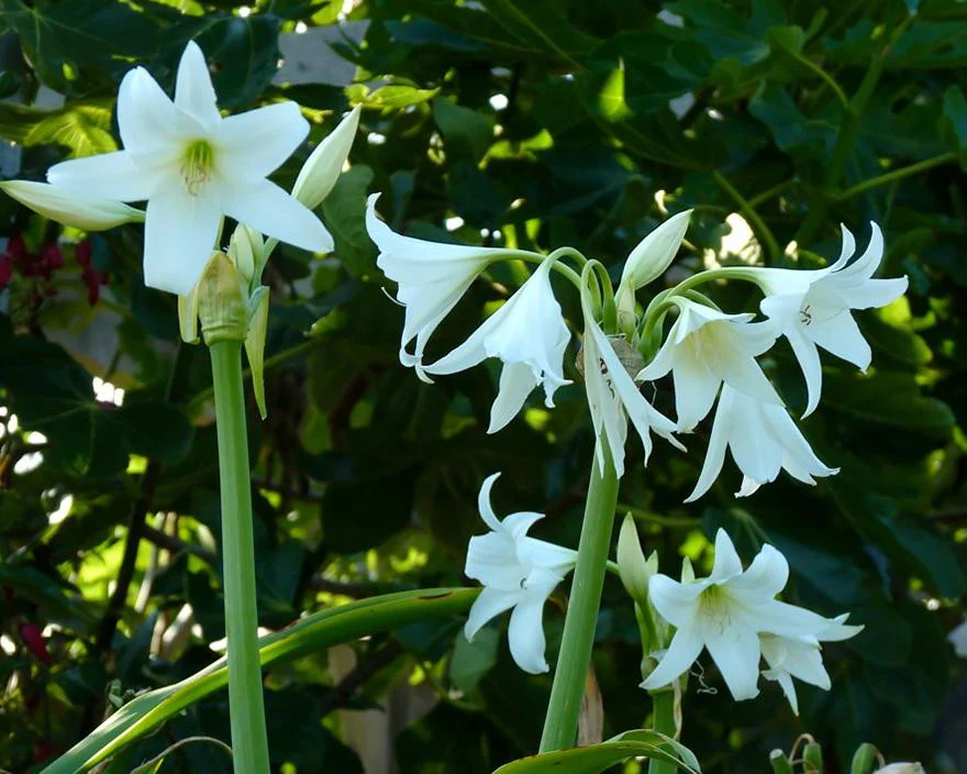 Crinum × powellii 'Album' - Image 3