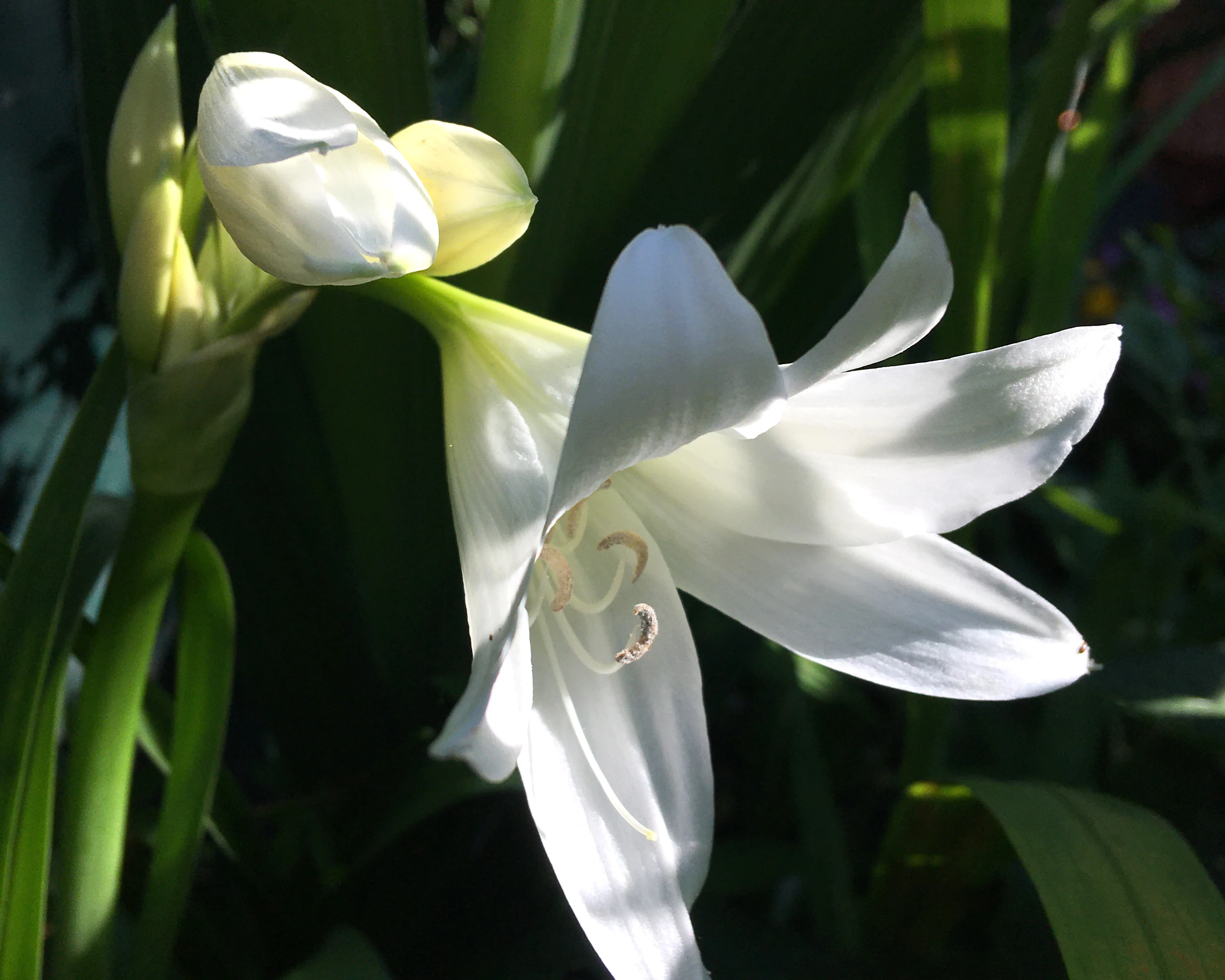 Crinum × powellii 'Album' - Image 4