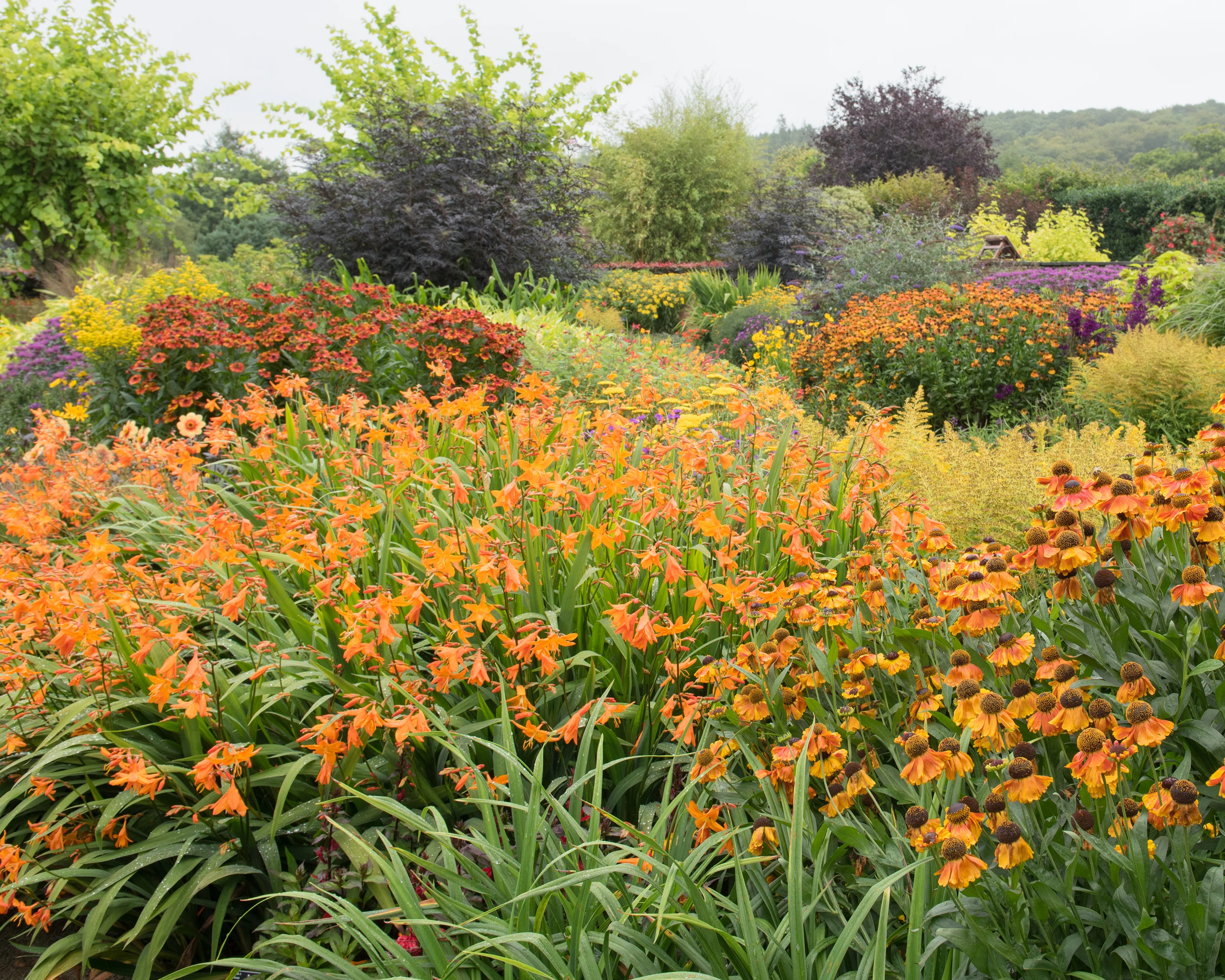 Crocosmia 'Star of the East' - Image 4