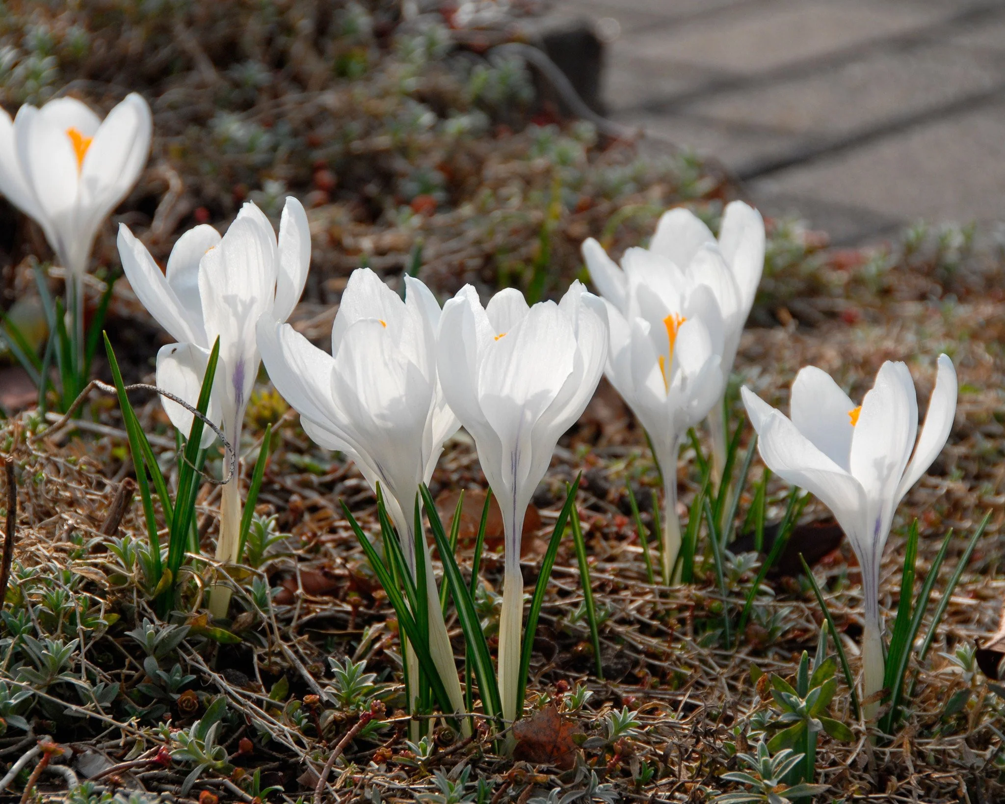 Crocus 'Jeanne d'Arc' - Image 7