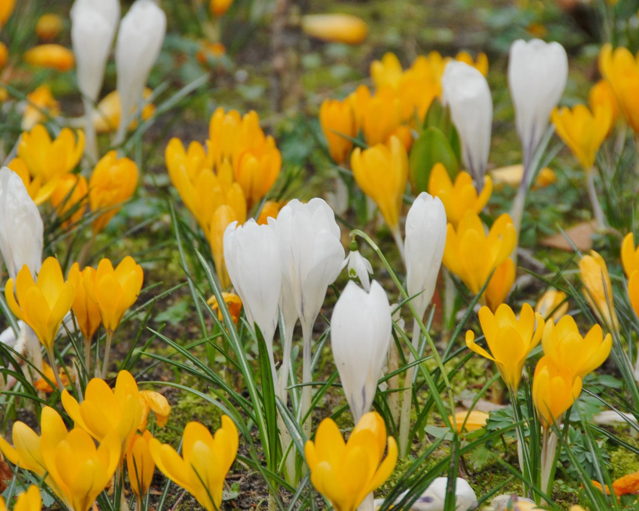 Crocus 'Jeanne d'Arc' - Image 9