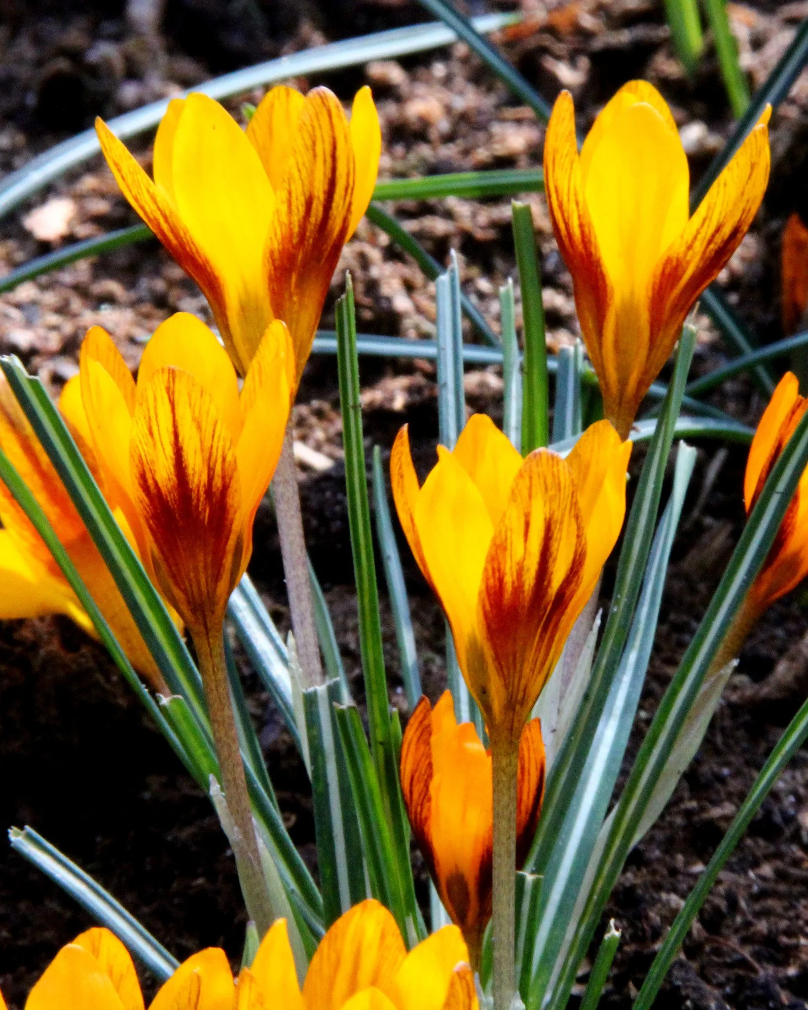 Crocus 'Orange Monarch' - Image 9
