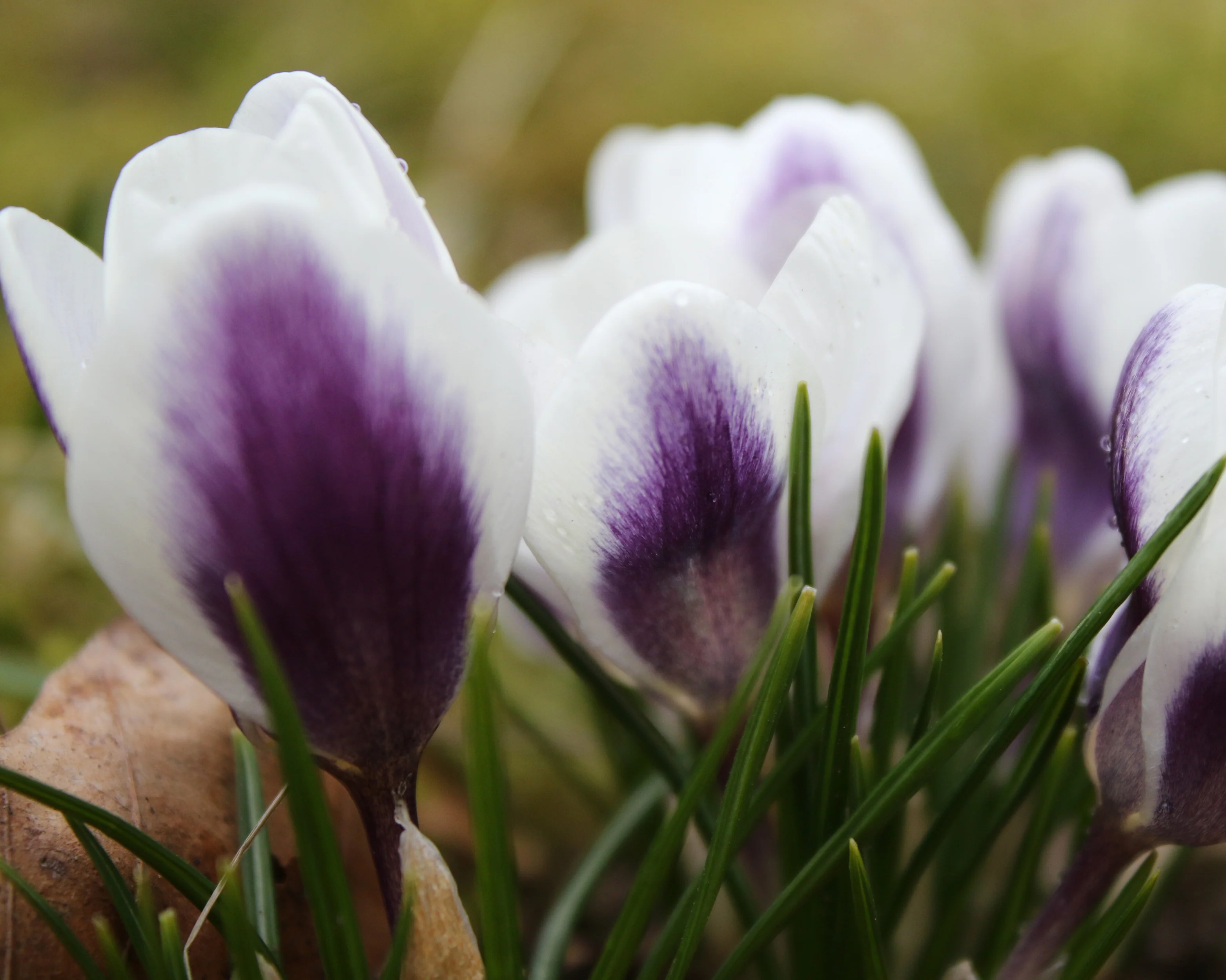 Crocus 'Prins Claus' - Image 7