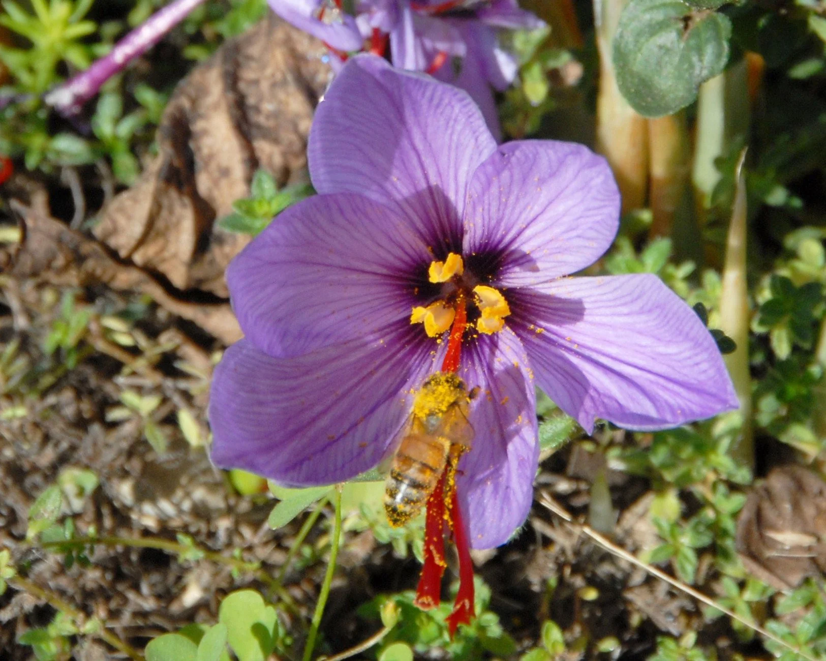 Crocus sativus - Image 10