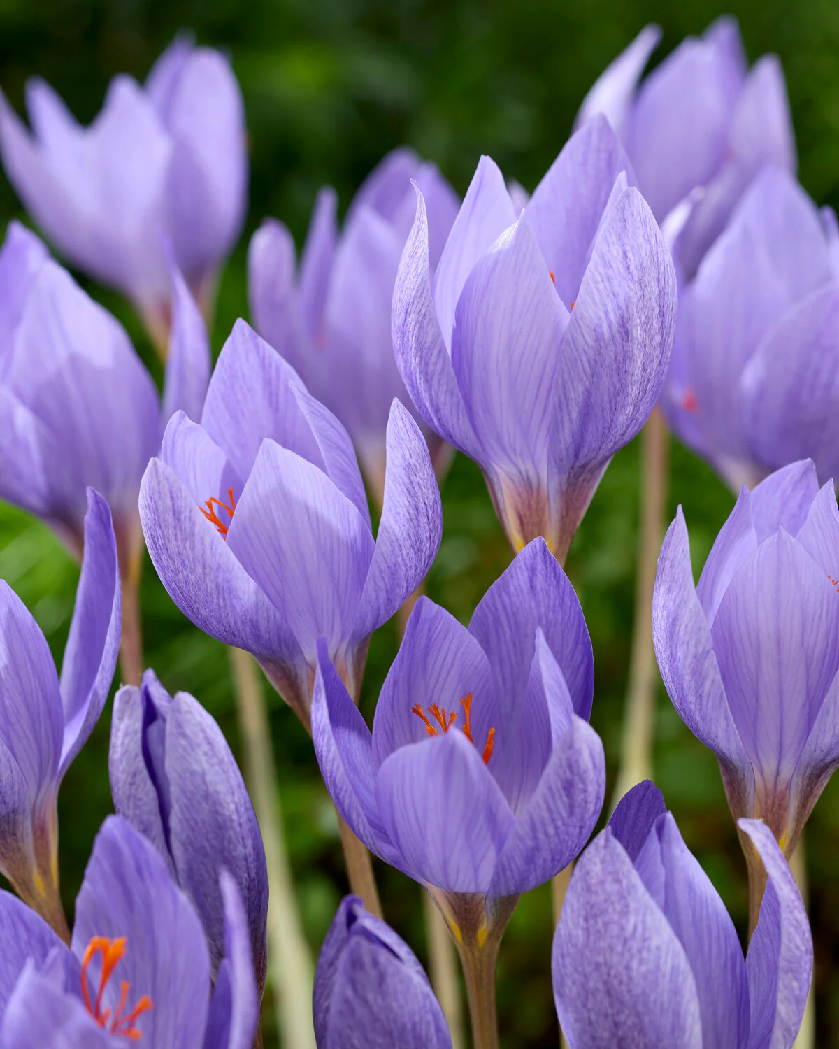 Crocus 'Semedo' - Image 3