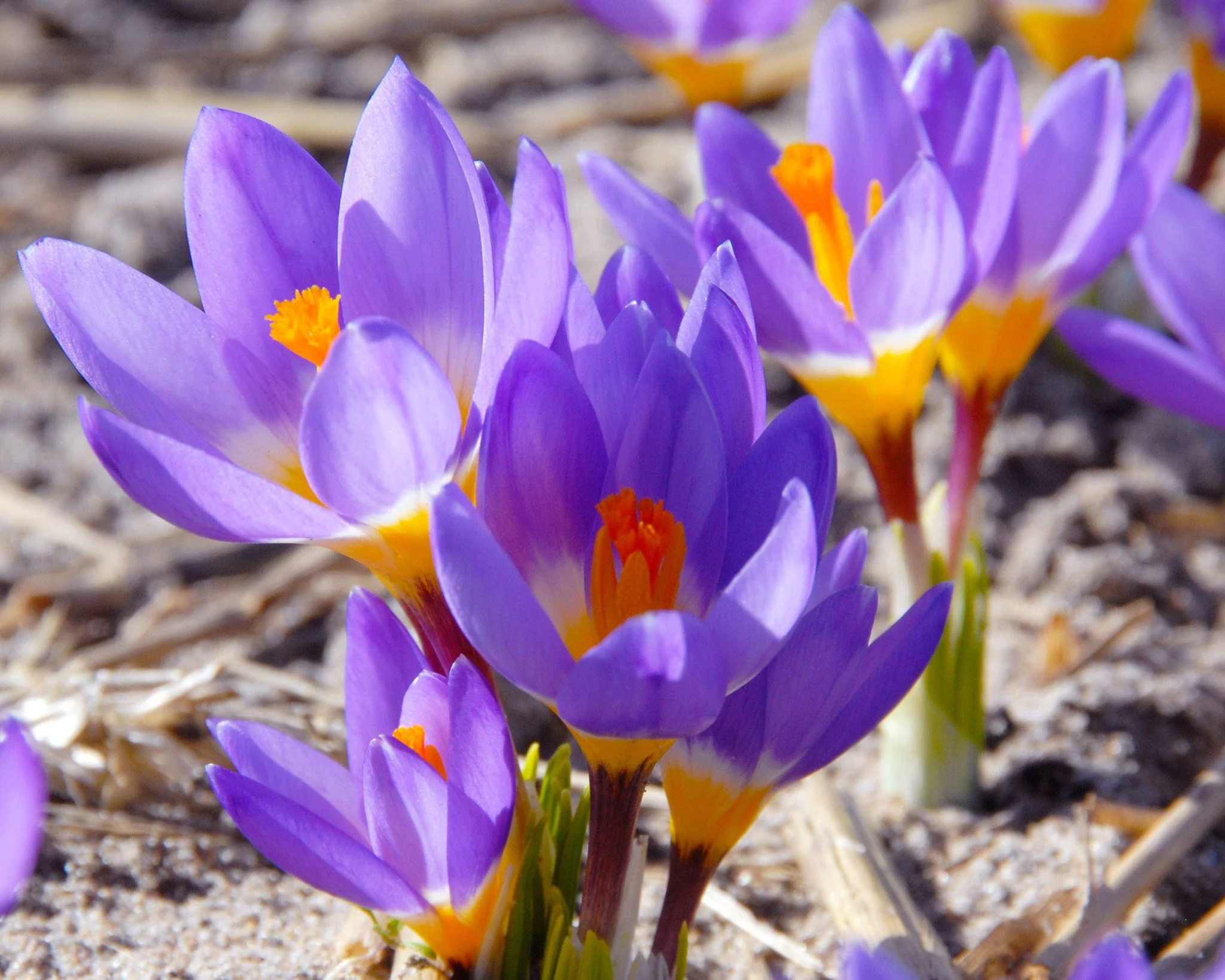 Crocus sieberi 'Tricolor' - Image 8