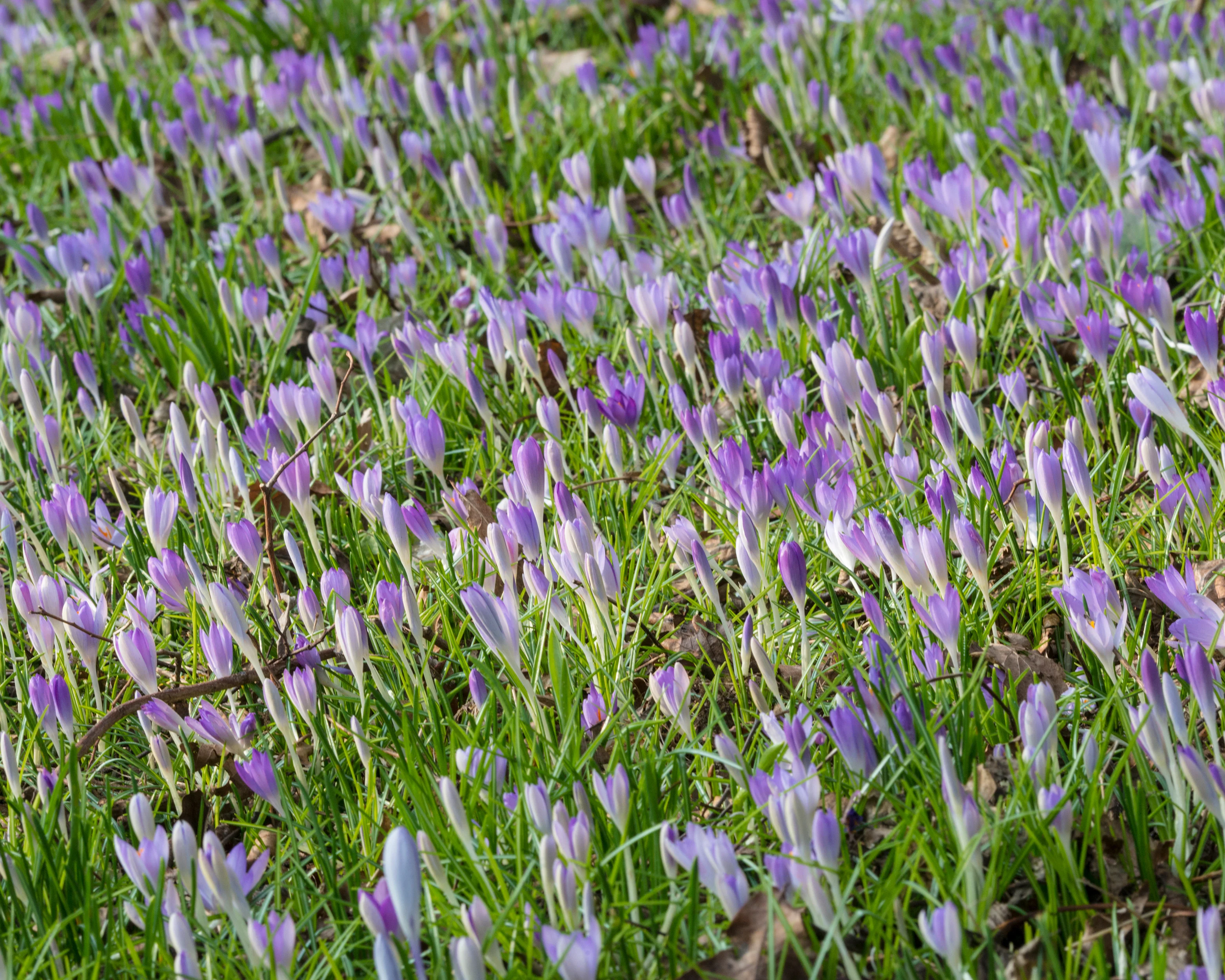 Crocus tommasinianus - Image 15