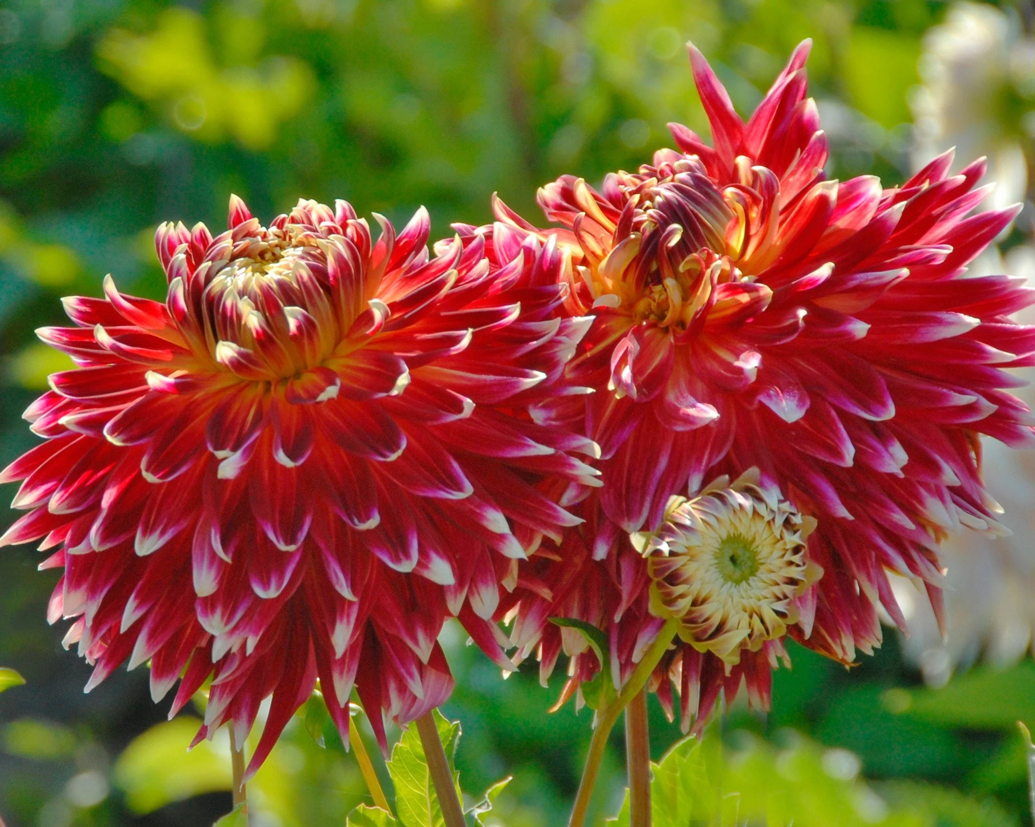 Dahlia 'Akita' - Image 3