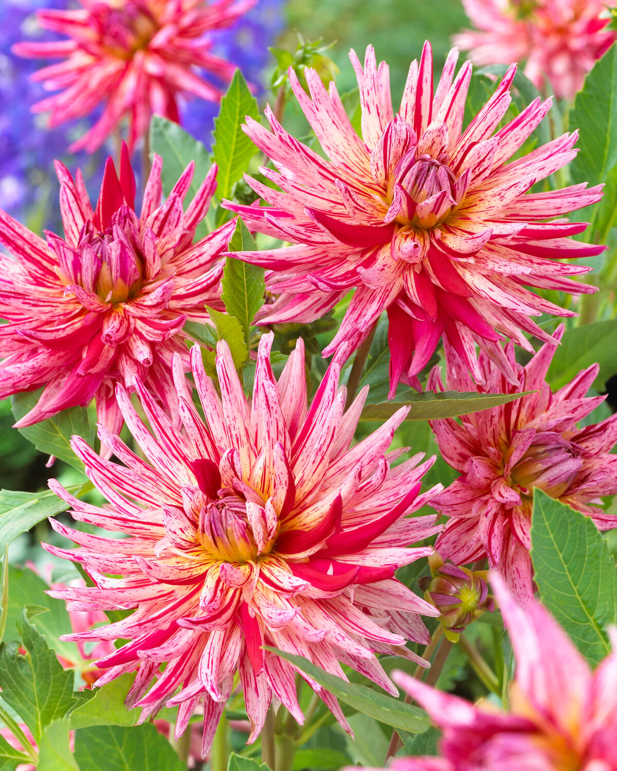 Dahlia 'Alain Mimoun' - Image 3