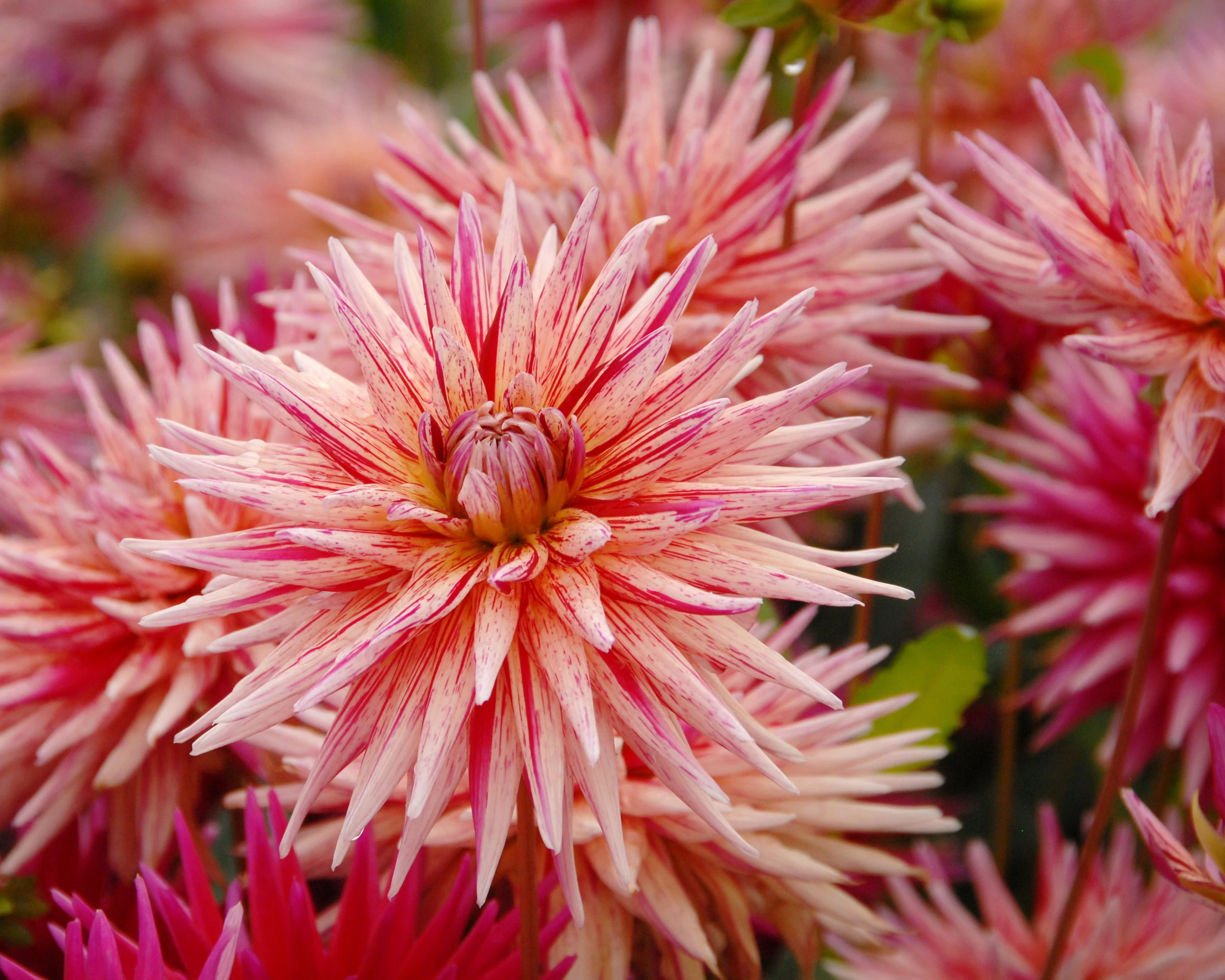 Dahlia 'Alain Mimoun' - Image 7