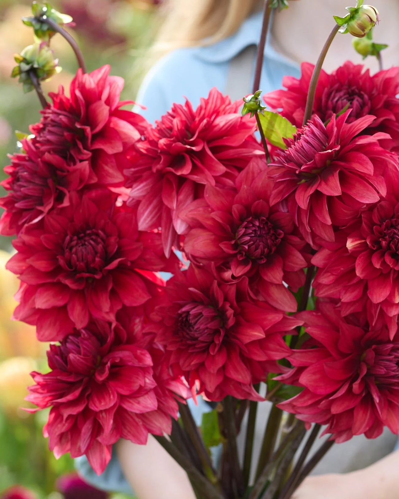 Dahlia 'Amarone'