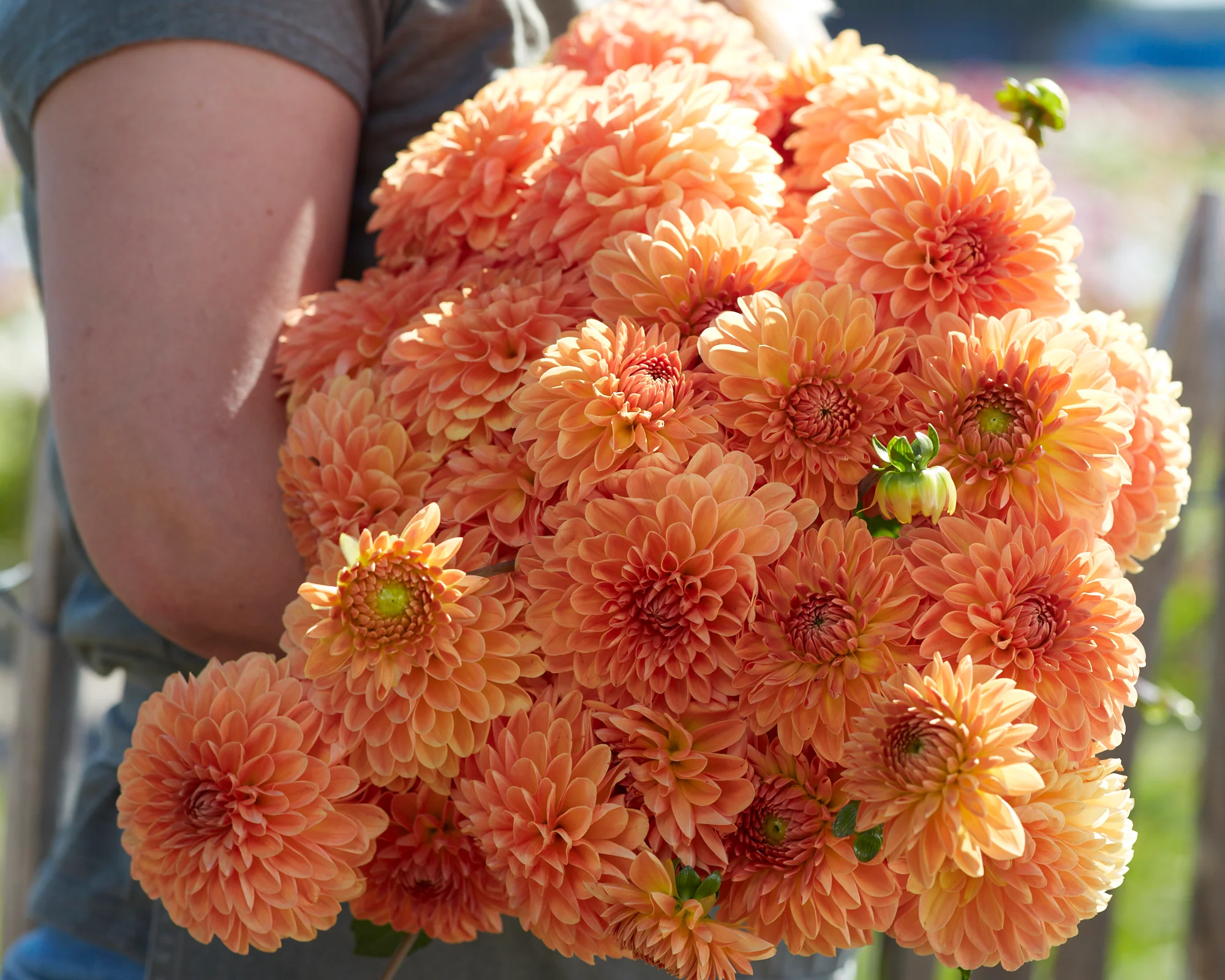 Dahlia 'Amber Crystal' - Image 2
