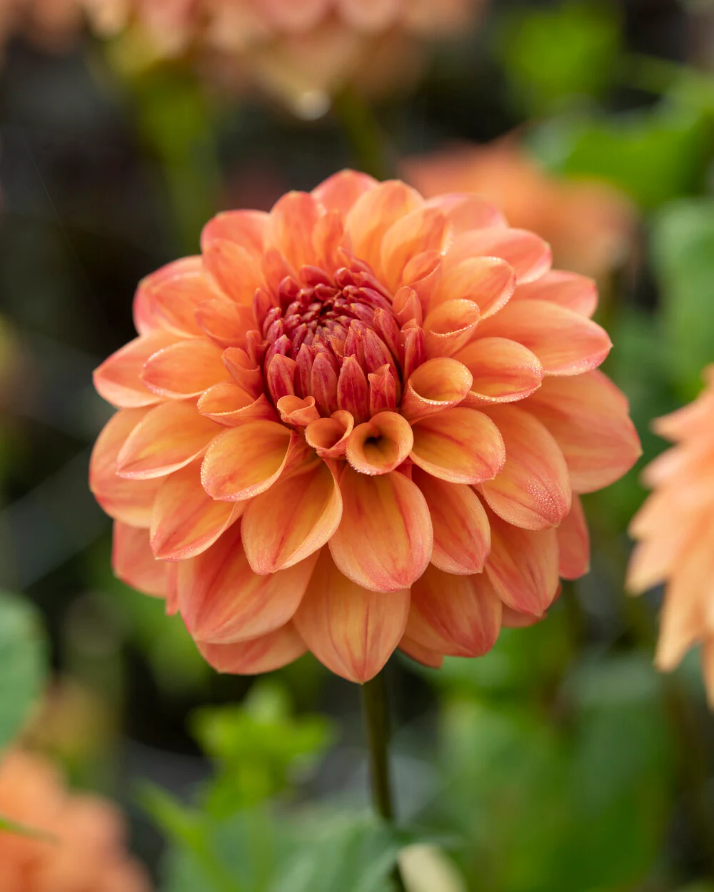 Dahlia 'Amber Crystal' - Image 3