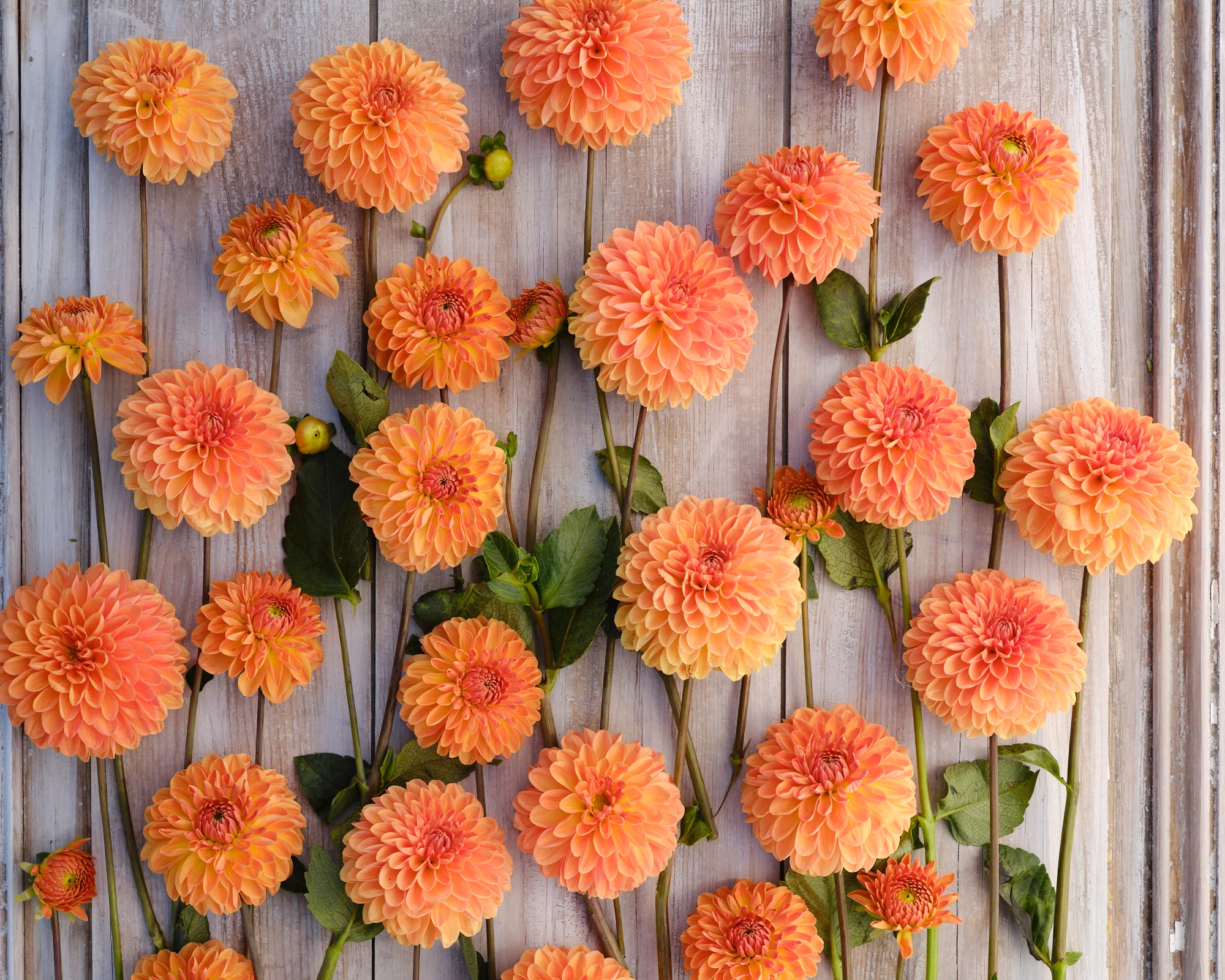 Dahlia 'Amber Crystal' - Image 5