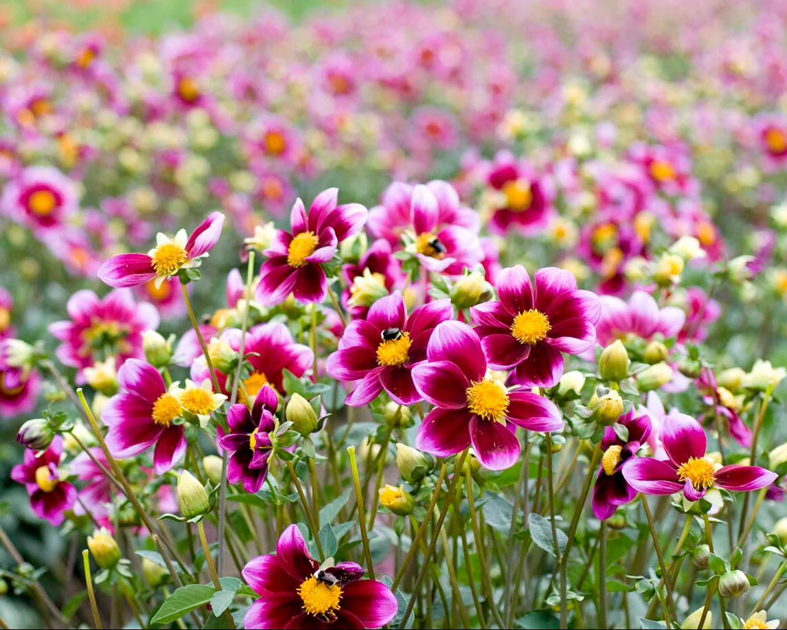 Dahlia 'Bashful' - Image 5