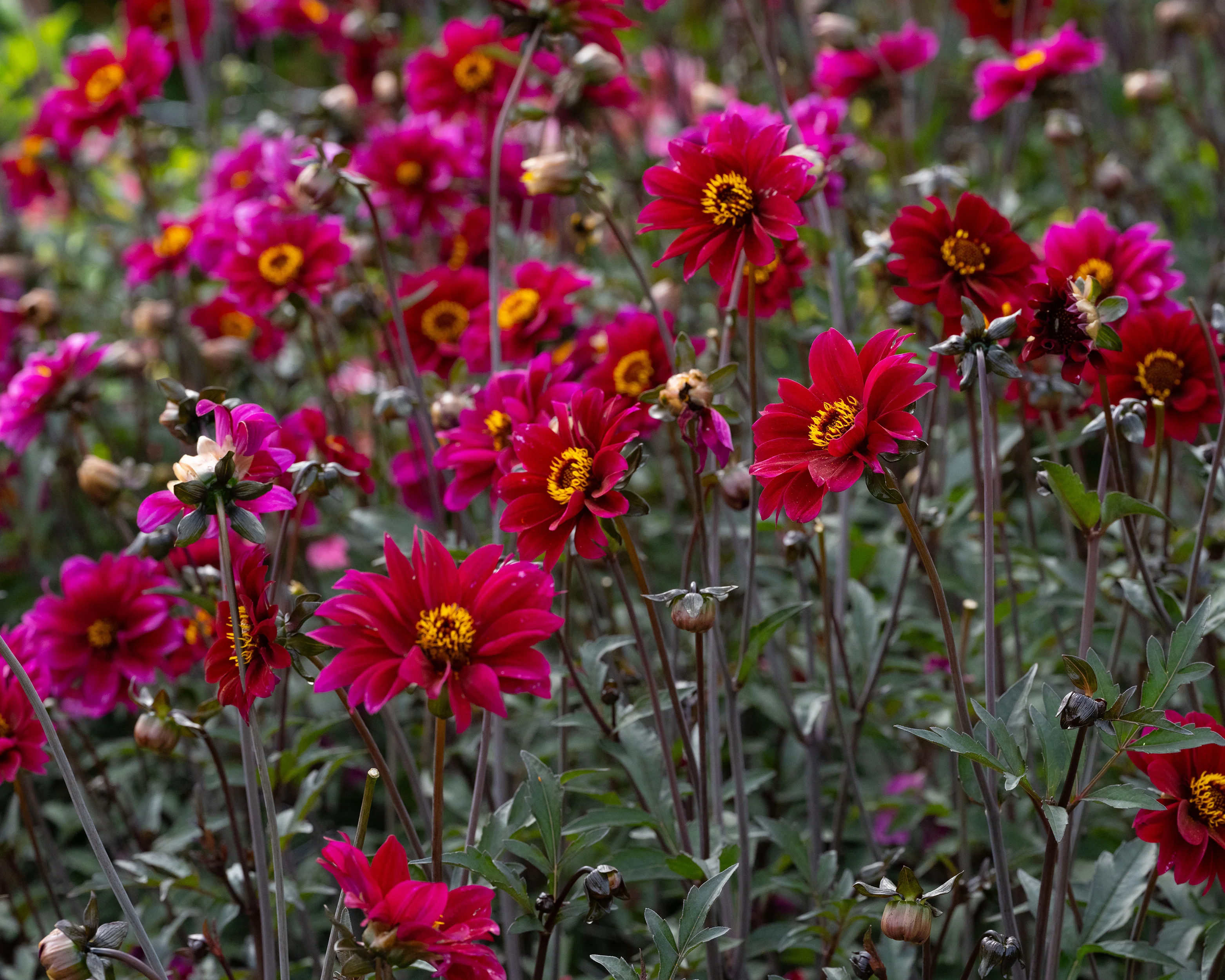 Dahlia 'Bishop of Canterbury' - Image 3